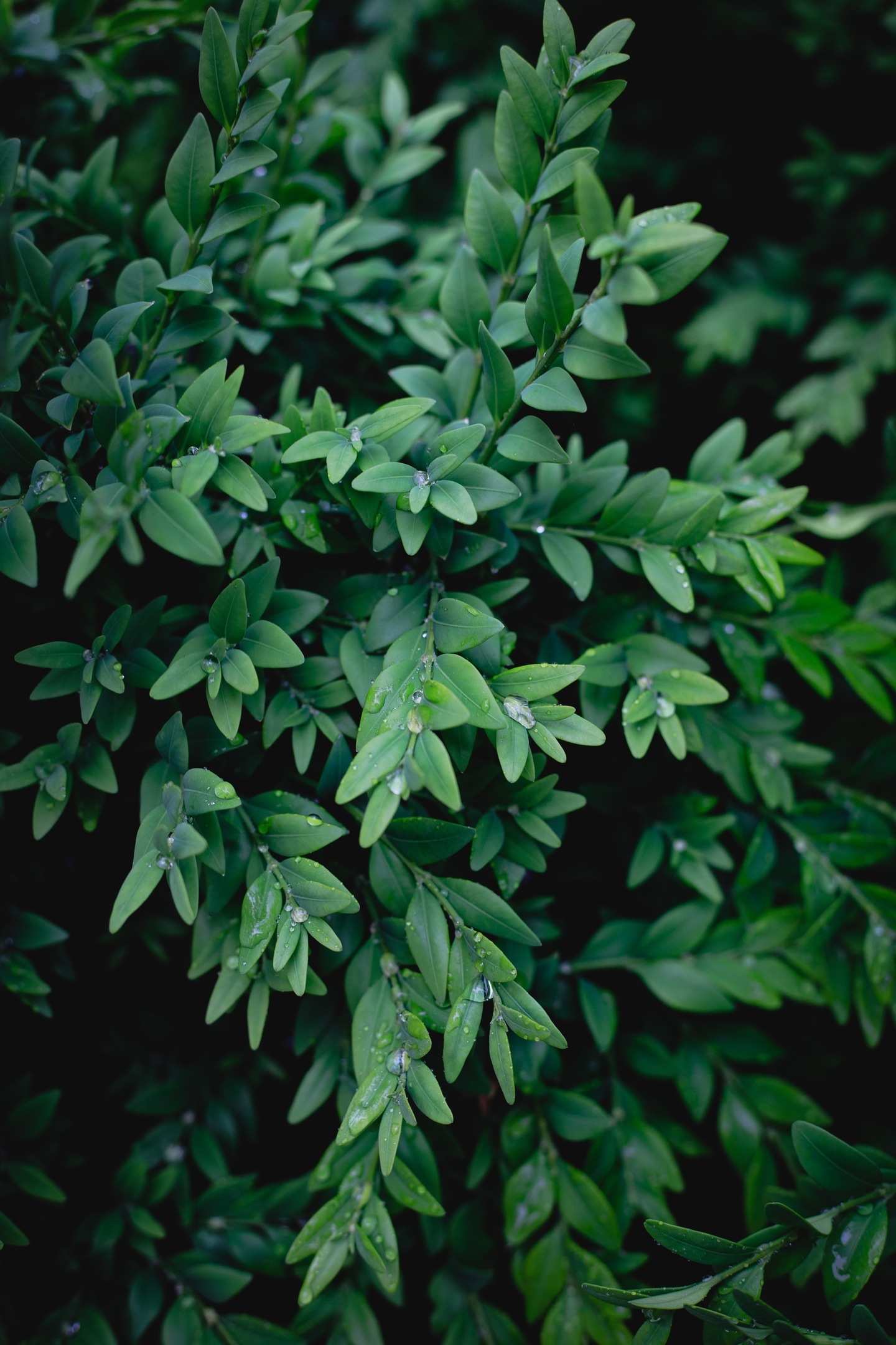 After the rain - My, The photo, Greenery, Rain, Leaves, Longpost