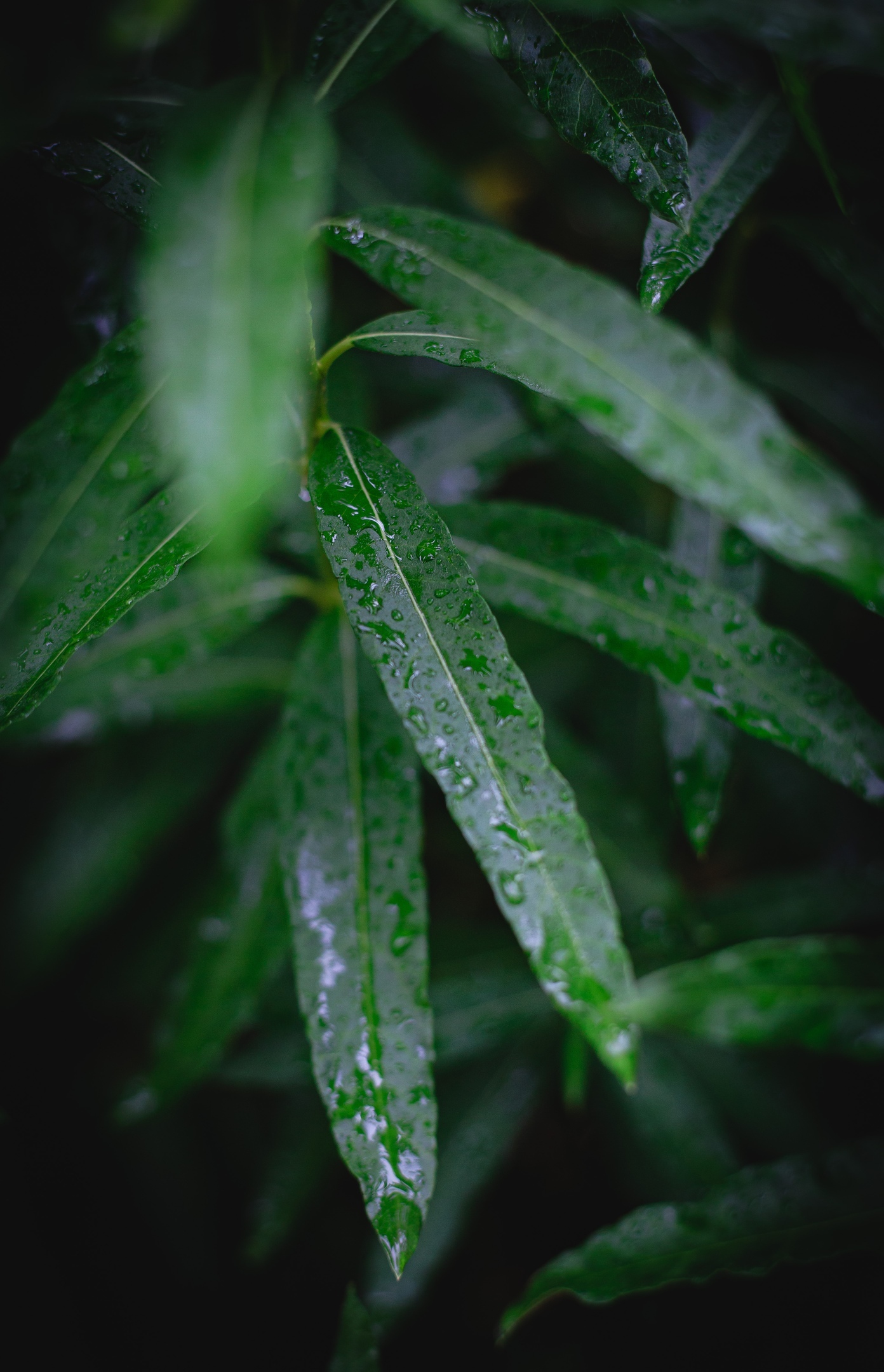 After the rain - My, The photo, Greenery, Rain, Leaves, Longpost