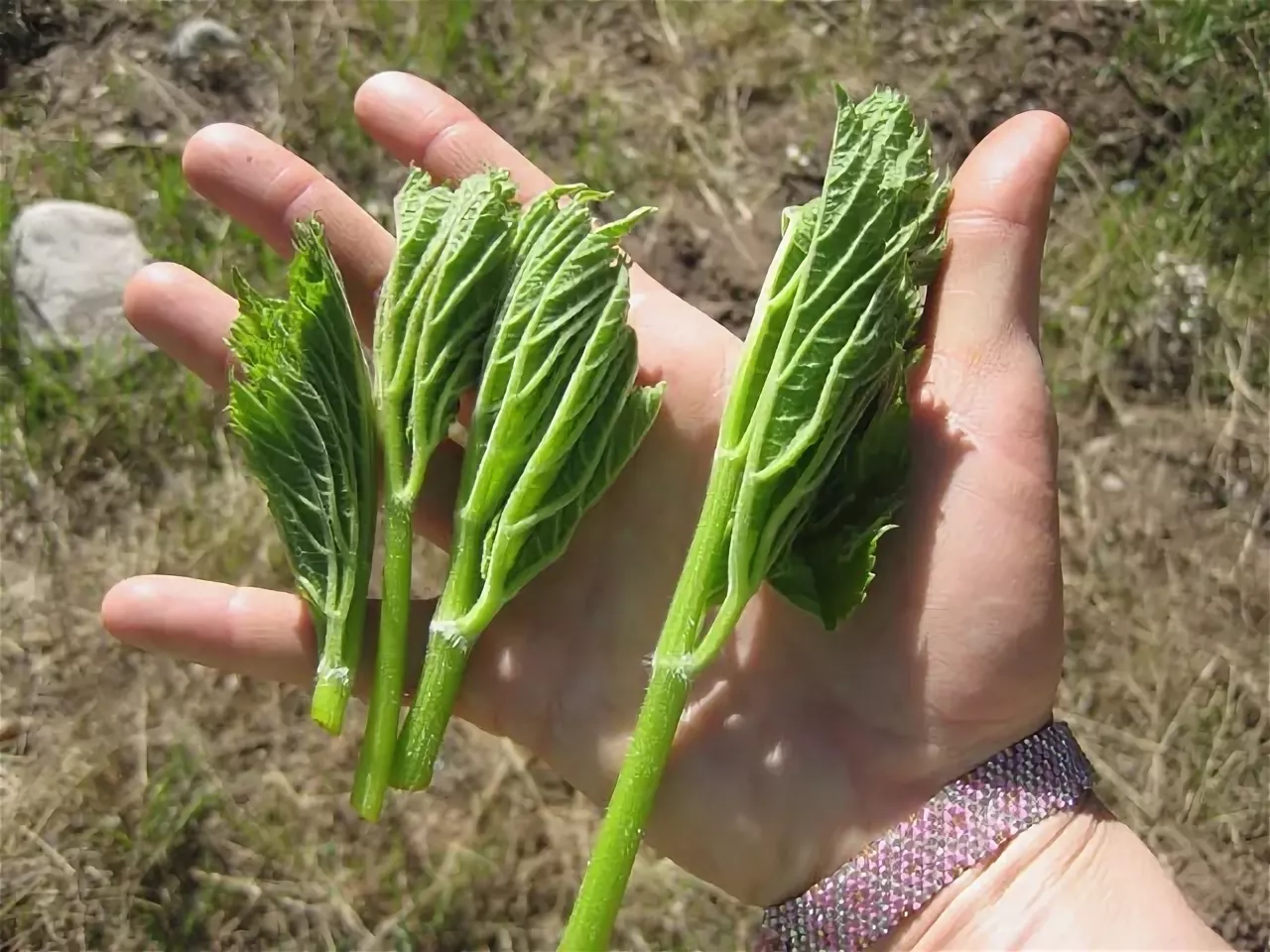 Not just buckwheat... - My, Fancy food, Gathering