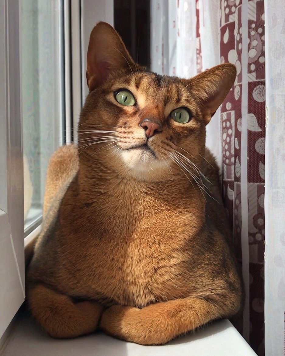 A cat named Dukalis - cat, Abyssinian cat