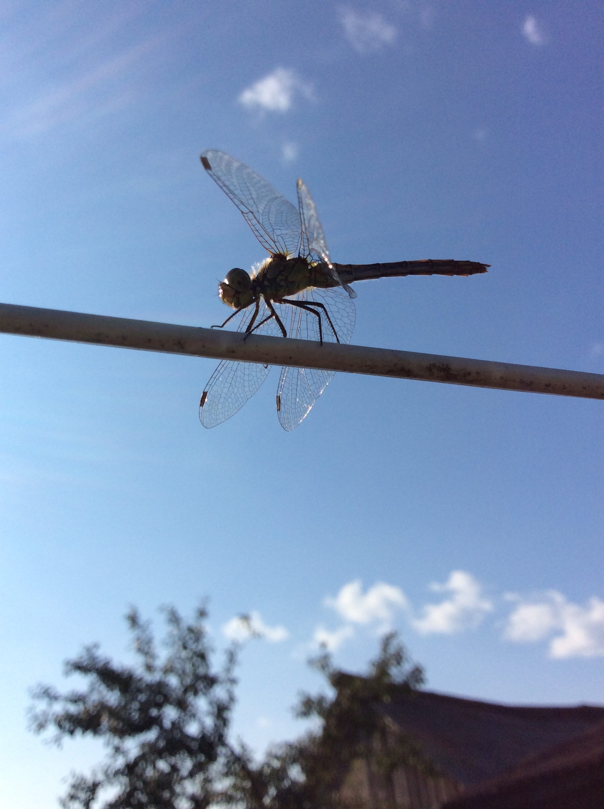 What beautiful photos of dragonflies I captured! - My, Dragonfly, Dragonfly wings, Photo of a dragonfly, Insects, Wings, Longpost