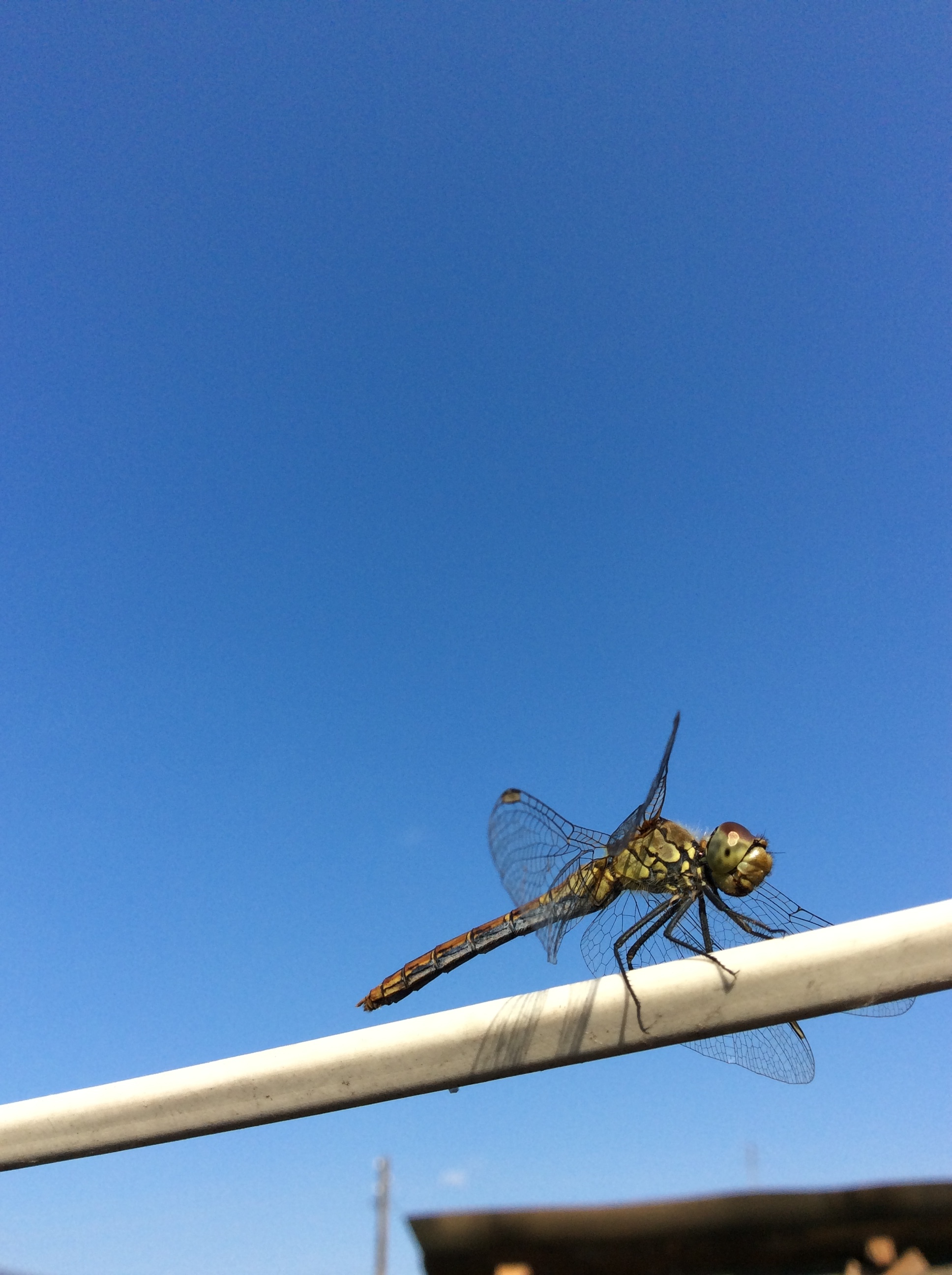 What beautiful photos of dragonflies I captured! - My, Dragonfly, Dragonfly wings, Photo of a dragonfly, Insects, Wings, Longpost