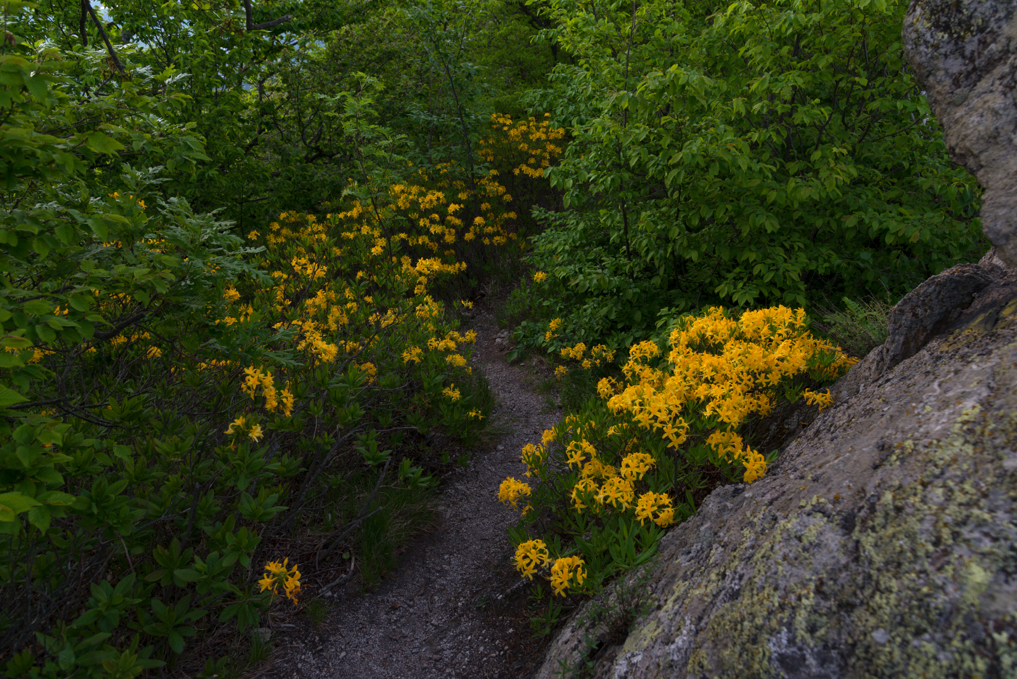 Yellow Caucasian rhododendron (Azalea pontica) blooms - My, Rhododendron, May, Beshtau Nature Reserve, Beshtau, Bloom, Longpost