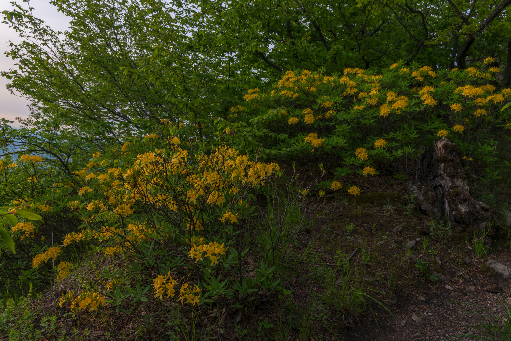 Yellow Caucasian rhododendron (Azalea pontica) blooms - My, Rhododendron, May, Beshtau Nature Reserve, Beshtau, Bloom, Longpost