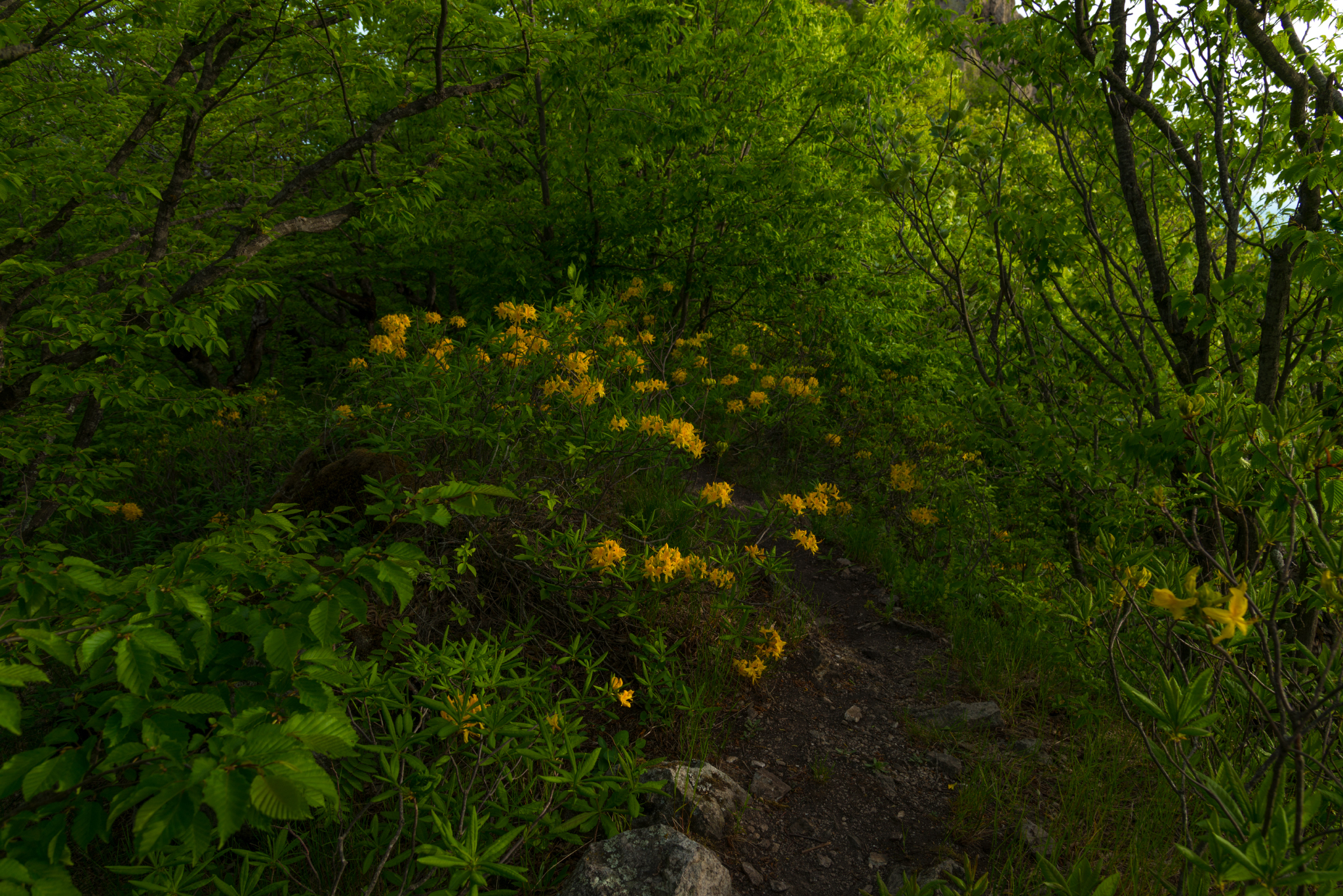 Yellow Caucasian rhododendron (Azalea pontica) blooms - My, Rhododendron, May, Beshtau Nature Reserve, Beshtau, Bloom, Longpost