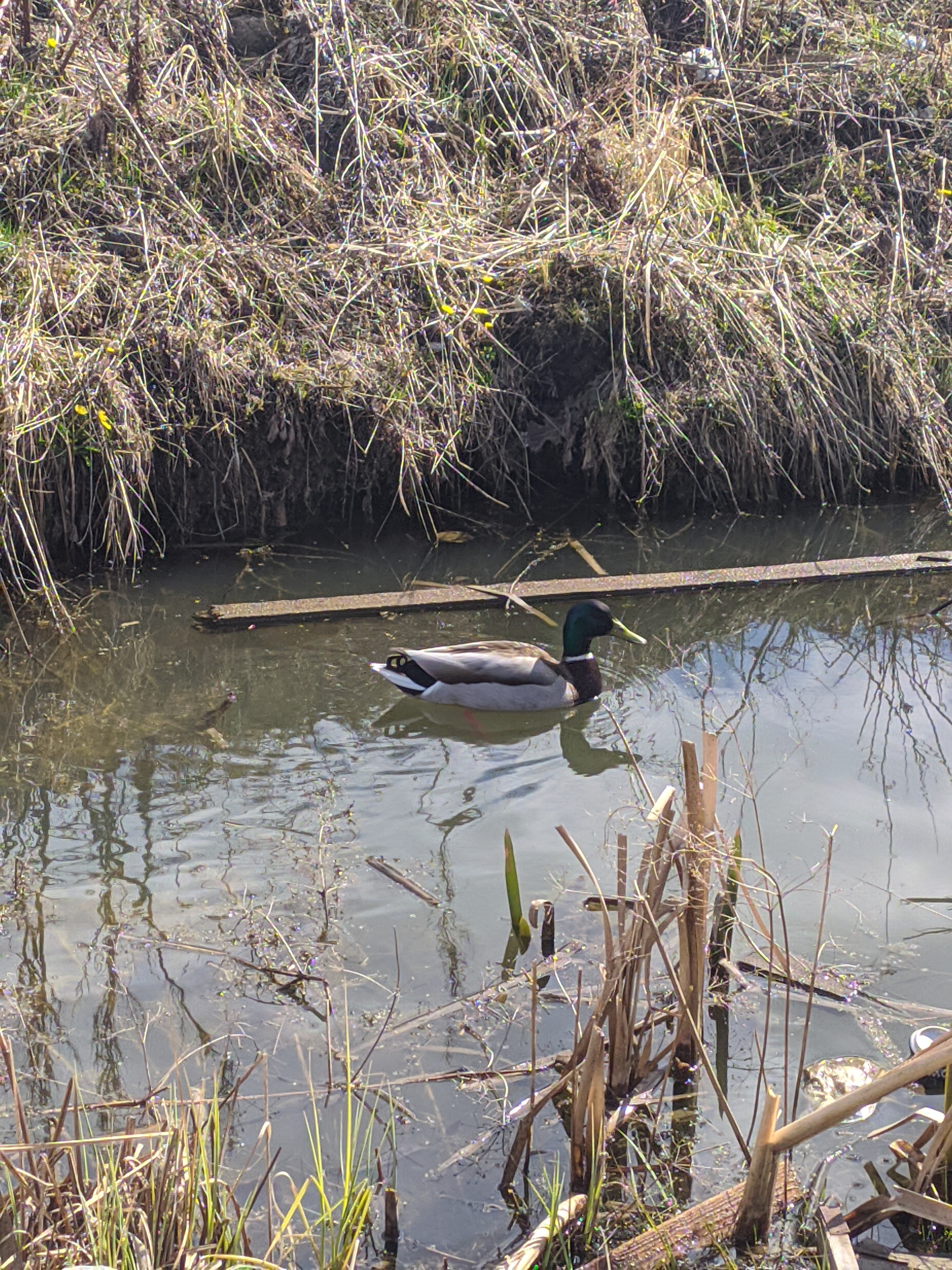 Nature has become so clean... - Duck, Garage, Nature, The photo, Longpost