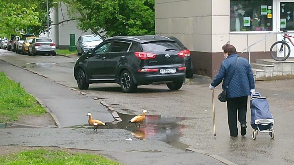 Tragedy in Goncharovsky Park - My, Moscow, Animal Rescue, Ducklings, Deputies, Officials, Birds, Negative, Longpost