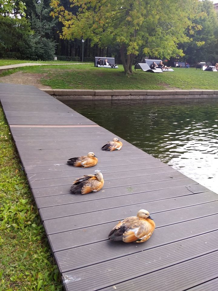 Tragedy in Goncharovsky Park - My, Moscow, Animal Rescue, Ducklings, Deputies, Officials, Birds, Negative, Longpost