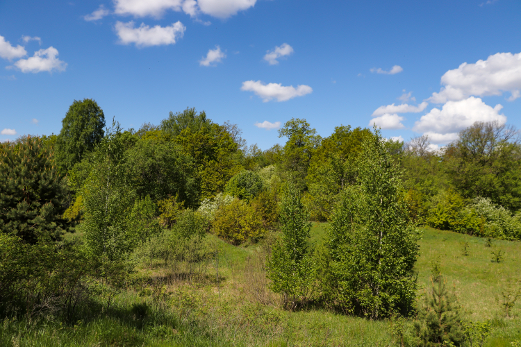 Bicycle-landscape - My, The photo, Nature, A bike, Landscape, Canon 800D, Plants, Insects, Longpost