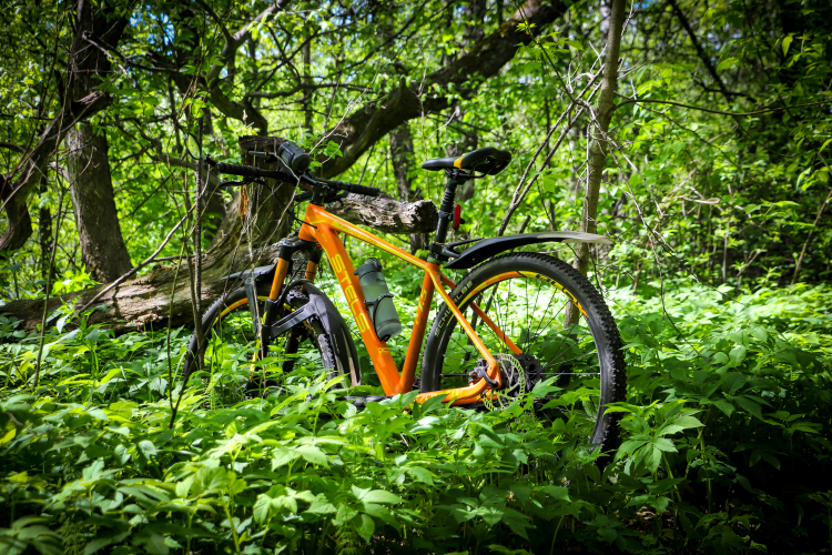 Bicycle-landscape - My, The photo, Nature, A bike, Landscape, Canon 800D, Plants, Insects, Longpost