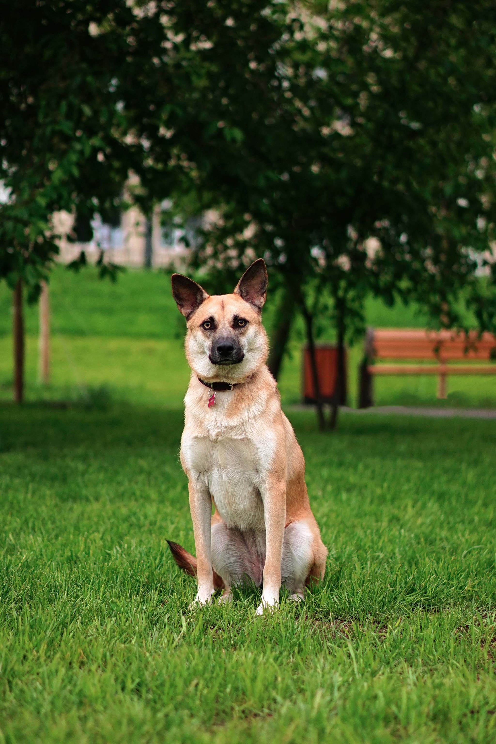 Small dog Tessie in good hands - My, Dog, Moscow, Moscow region, In good hands, No rating, Longpost