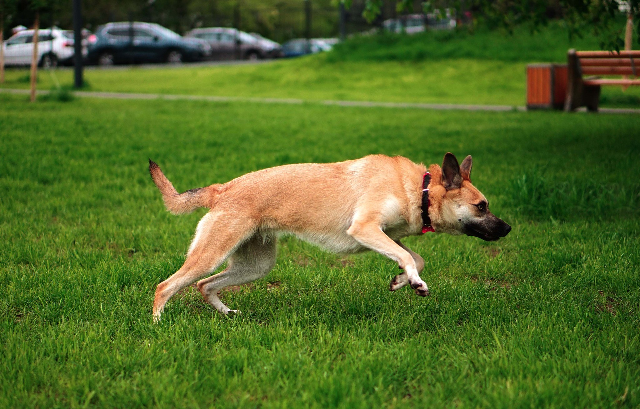 Small dog Tessie in good hands - My, Dog, Moscow, Moscow region, In good hands, No rating, Longpost