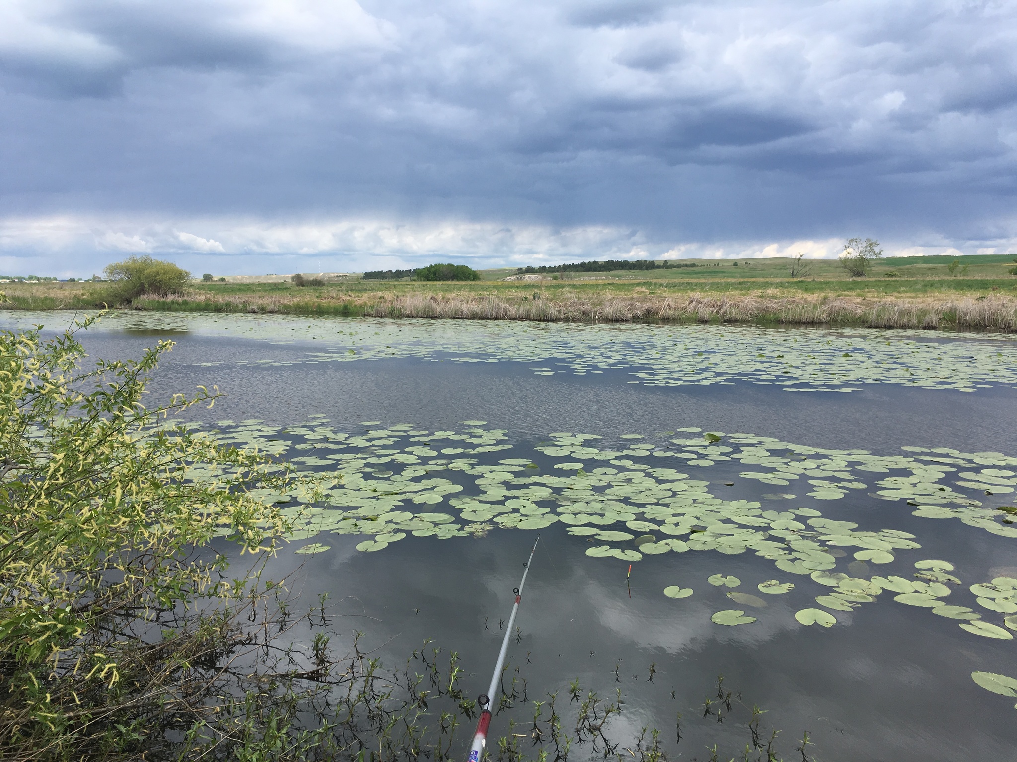 Strange catch - My, Fishing, Suddenly, Nature, Landscape, beauty, Swamp, Longpost