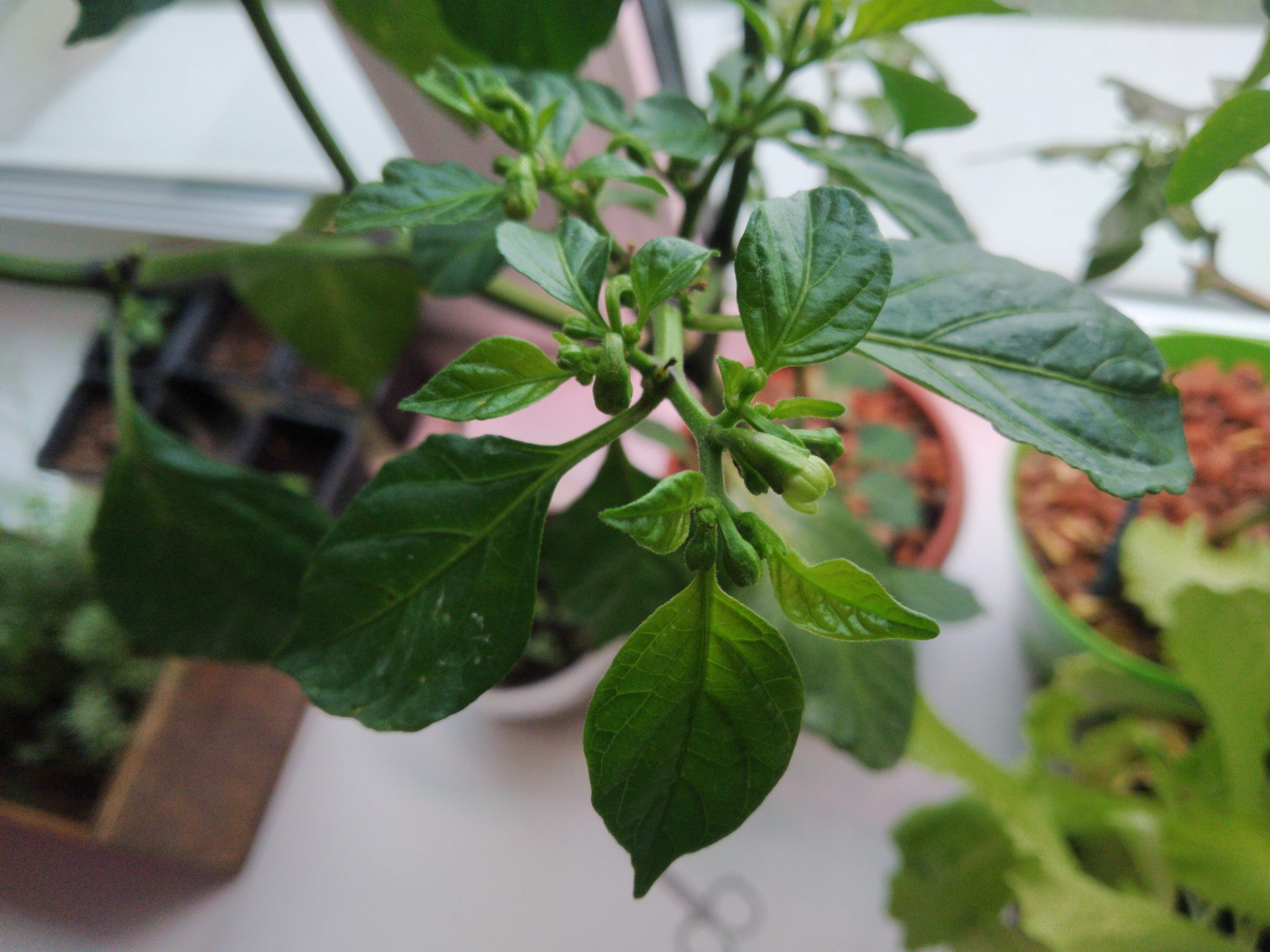 Numerous pepper inflorescences fall off - My, Hot peppers, Pepper, Spicy, Problem, Longpost