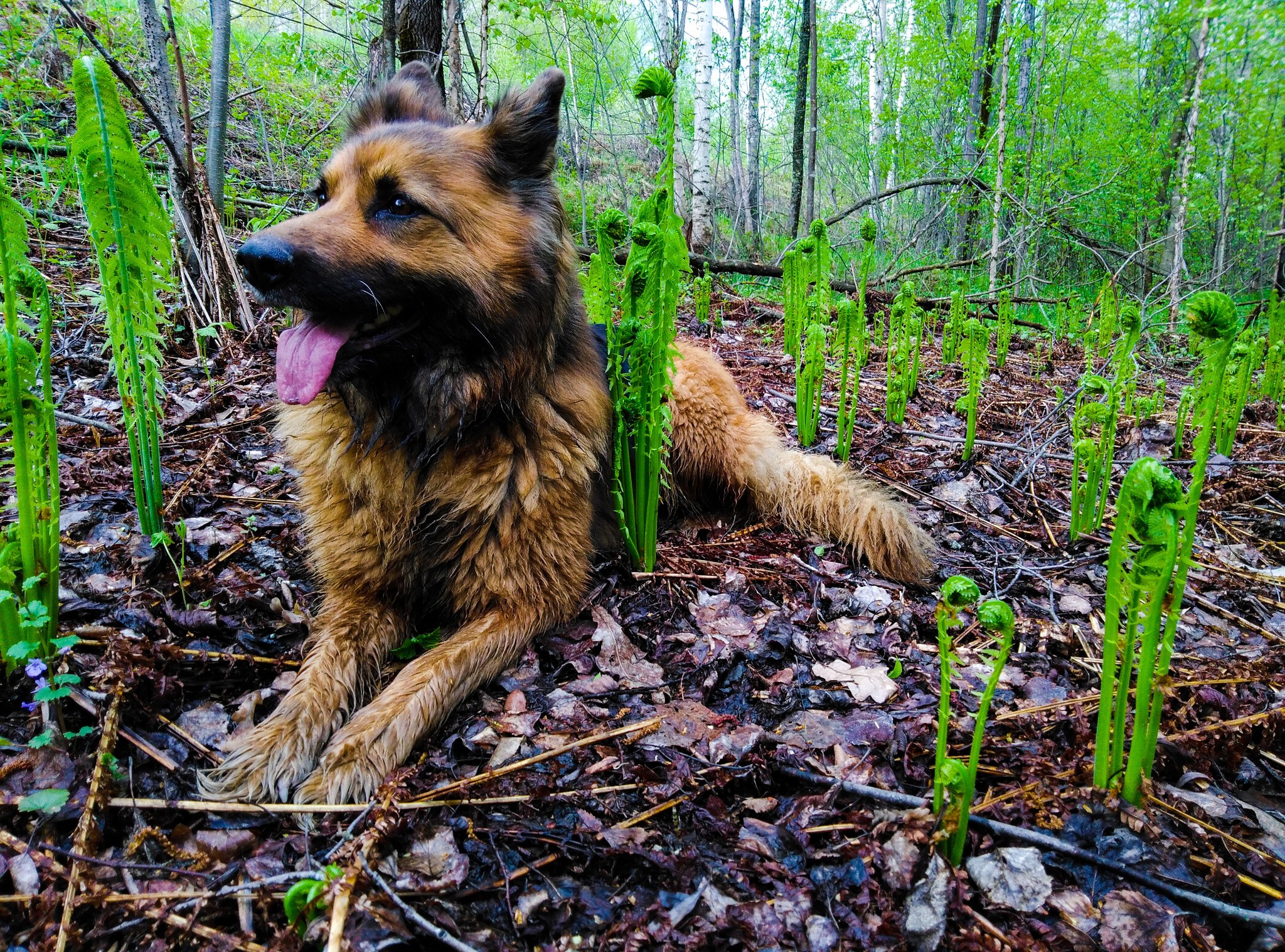 Fern - Fern, The photo, Dog, Forest, Longpost