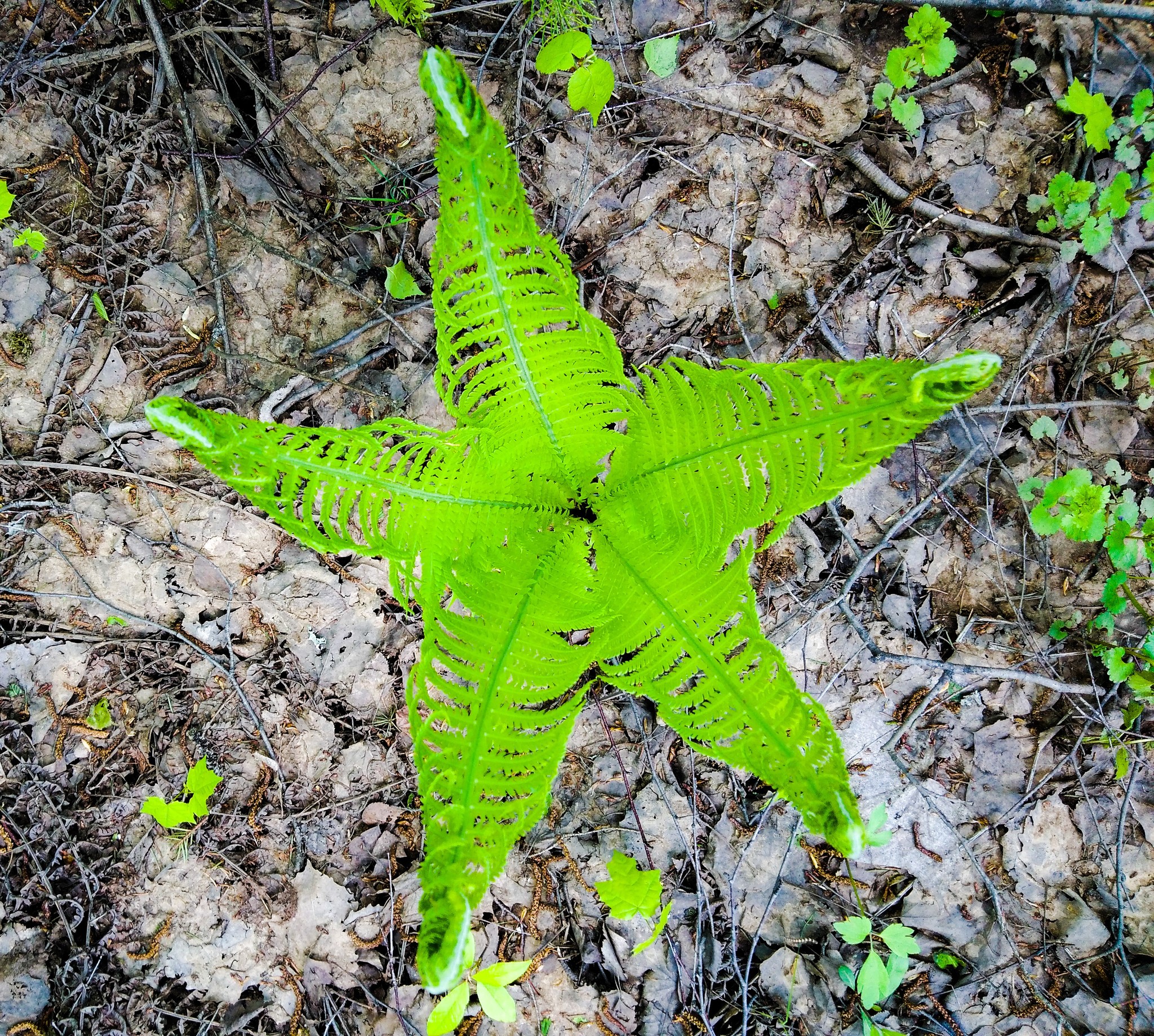 Fern - Fern, The photo, Dog, Forest, Longpost