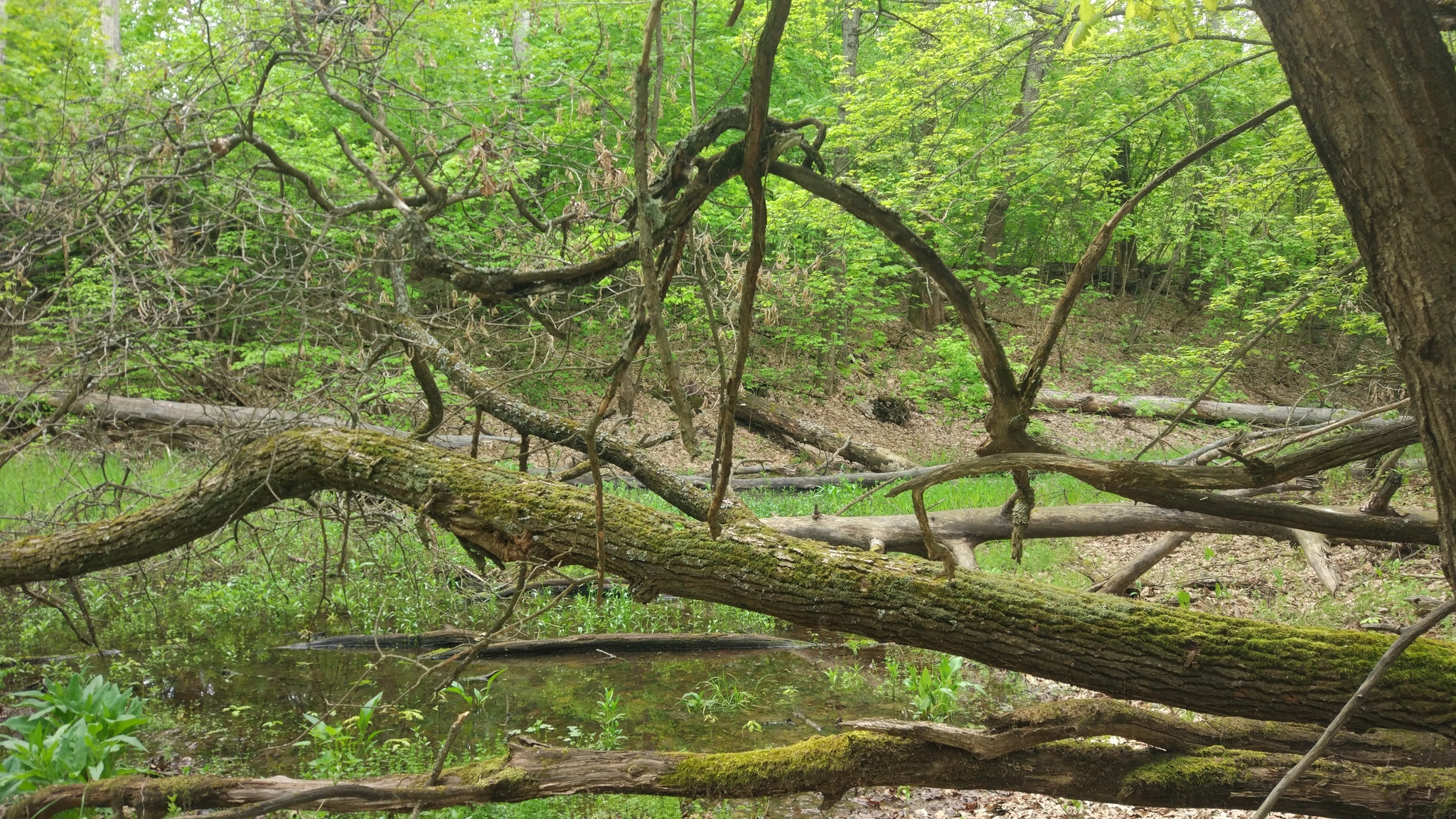 A little bit of nature in your feed - My, The photo, Nature, Forest, Swamp, Lilies of the valley, Photo on sneaker, Without processing, Longpost