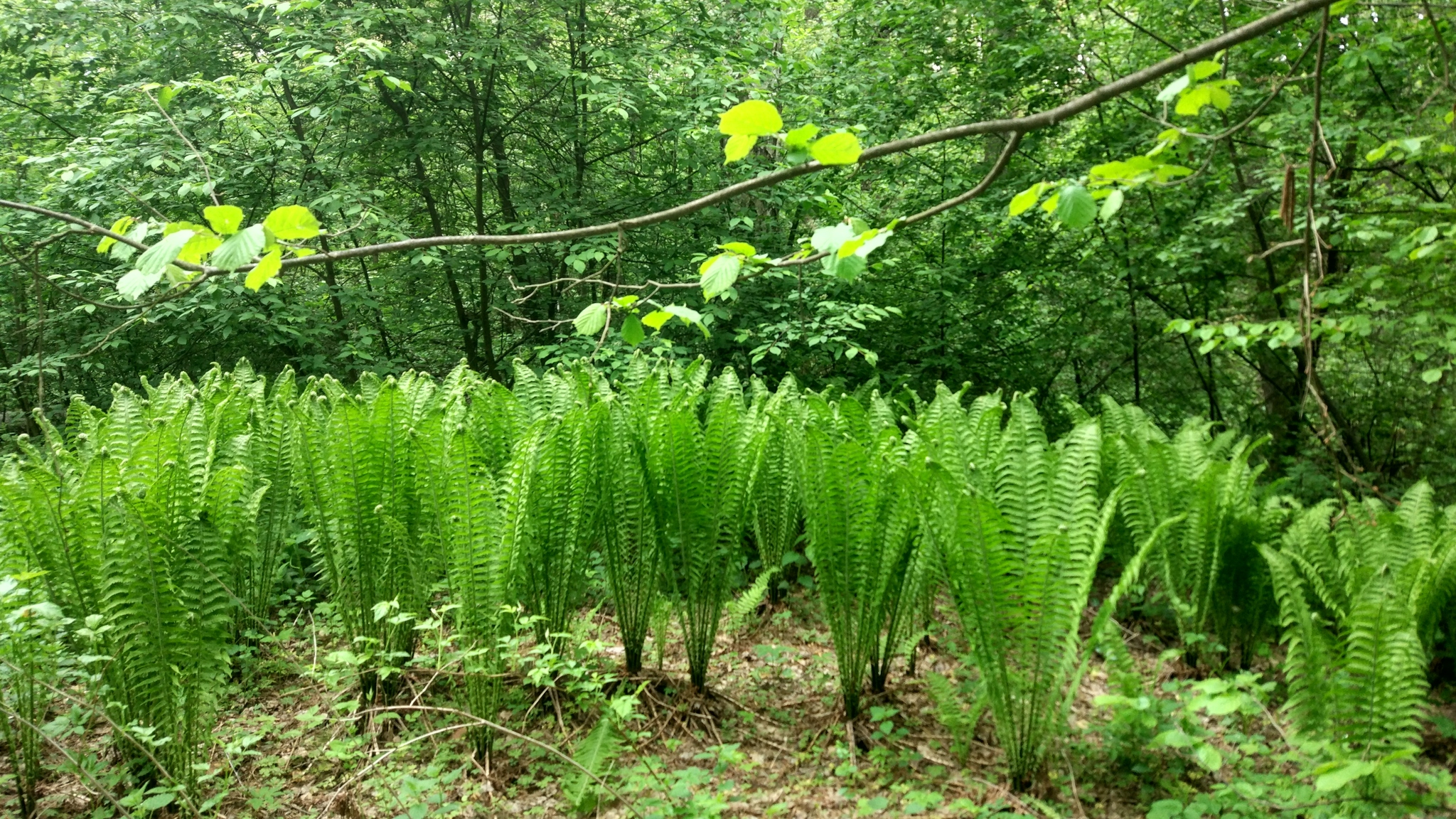 A little bit of nature in your feed - My, The photo, Nature, Forest, Swamp, Lilies of the valley, Photo on sneaker, Without processing, Longpost