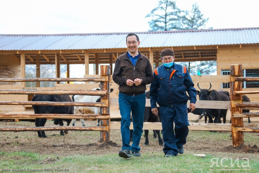 Head of Yakutia: “Restoring the population of Yakut cattle is one of the basic tasks of agriculture” - Yakutia, Сельское хозяйство, Aisen Nikolaev, Longpost