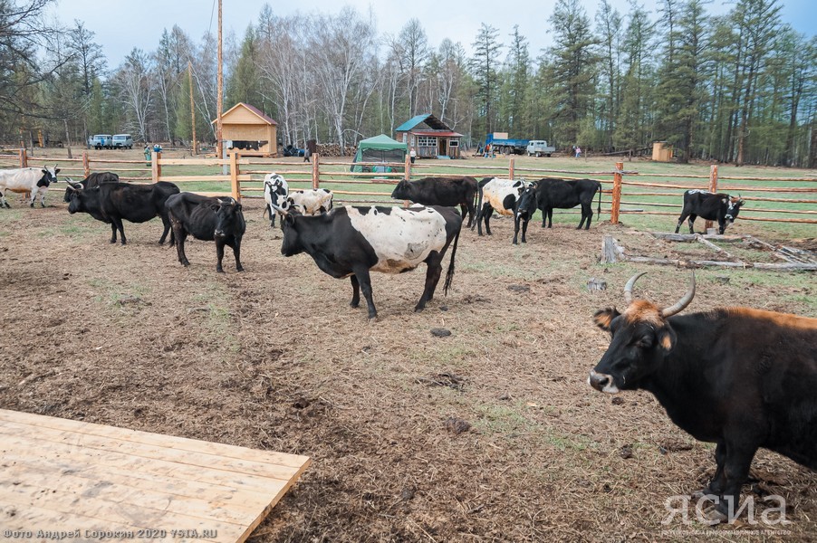 Head of Yakutia: “Restoring the population of Yakut cattle is one of the basic tasks of agriculture” - Yakutia, Сельское хозяйство, Aisen Nikolaev, Longpost