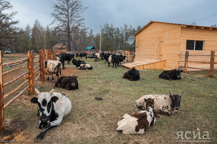 Head of Yakutia: “Restoring the population of Yakut cattle is one of the basic tasks of agriculture” - Yakutia, Сельское хозяйство, Aisen Nikolaev, Longpost