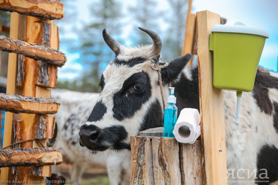 Head of Yakutia: “Restoring the population of Yakut cattle is one of the basic tasks of agriculture” - Yakutia, Сельское хозяйство, Aisen Nikolaev, Longpost