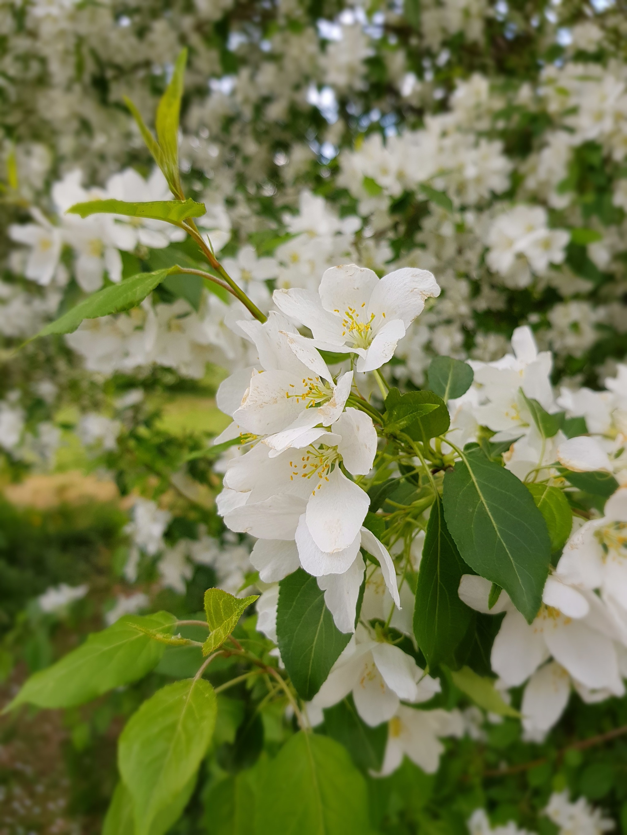 Bloomed - My, Flowers, The photo, Nature, Summer, Bloom