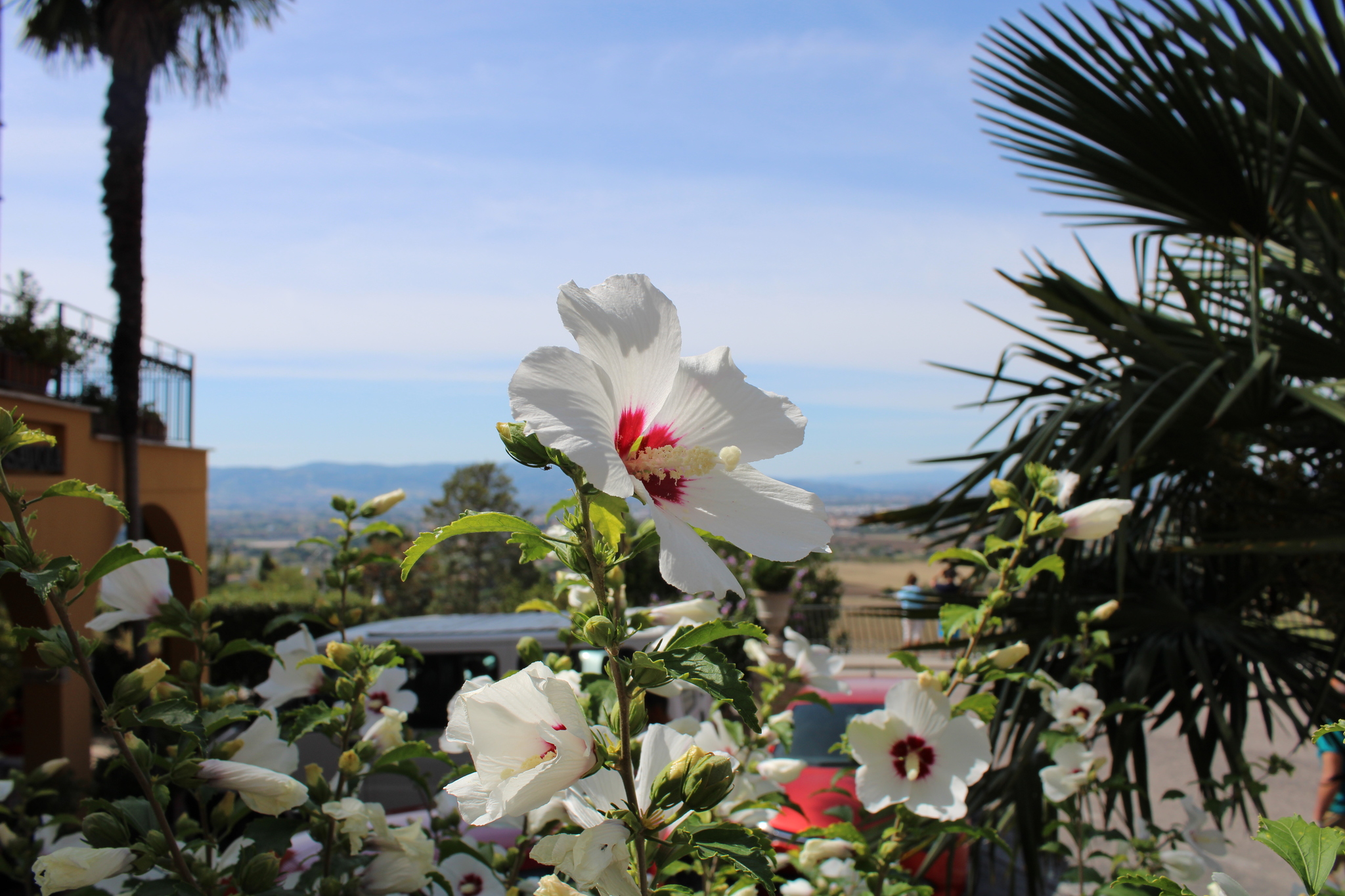 A little more flora for your feed - My, Flowers, Italy, Nature, Longpost