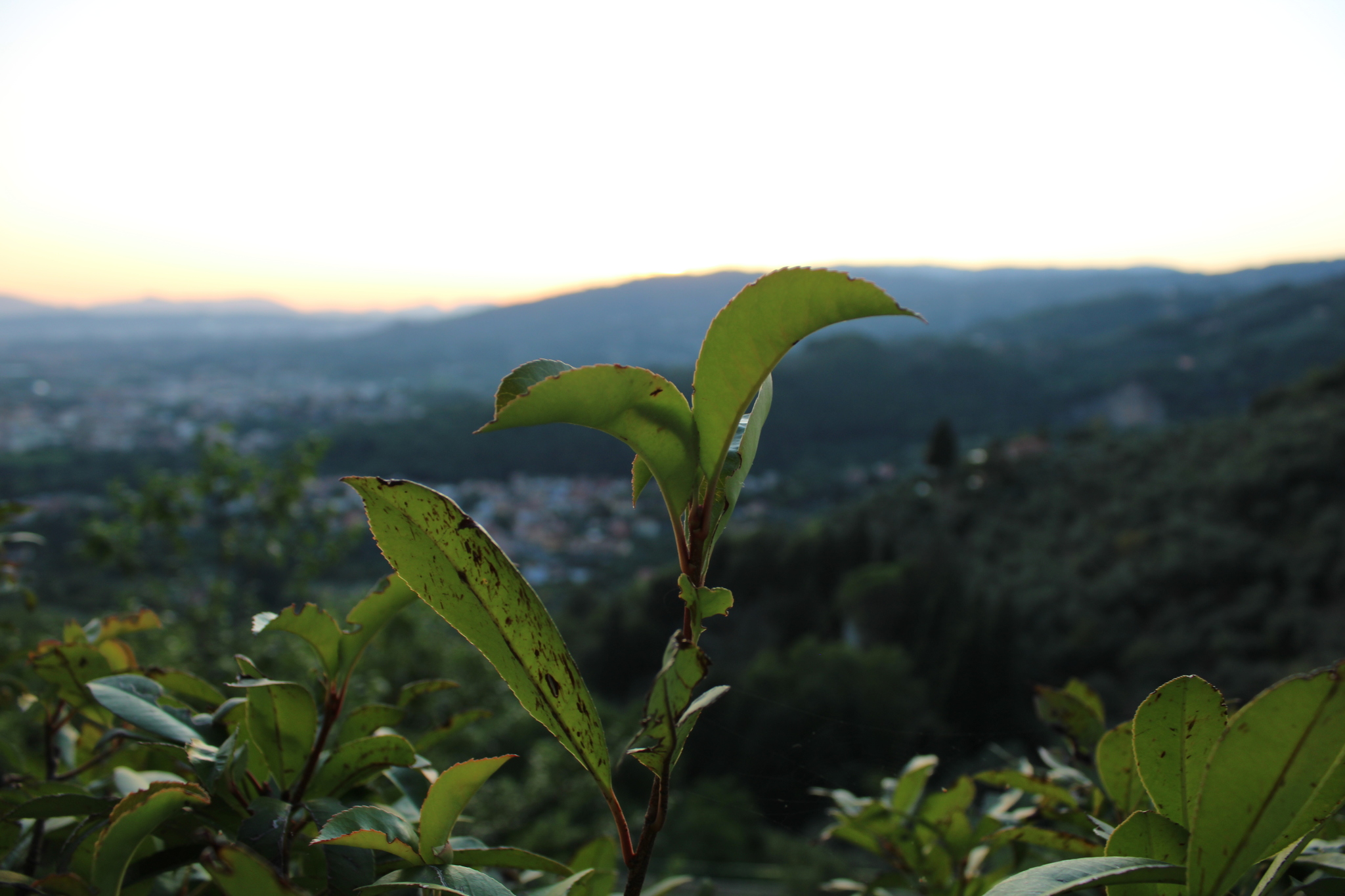 A little more flora for your feed - My, Flowers, Italy, Nature, Longpost