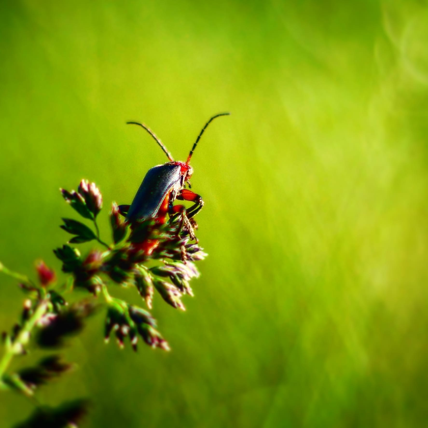 I just want to share with you my summer mood - My, Nature, The photo, Macro photography, Insects, Summer, Жуки, Grass, Hobby