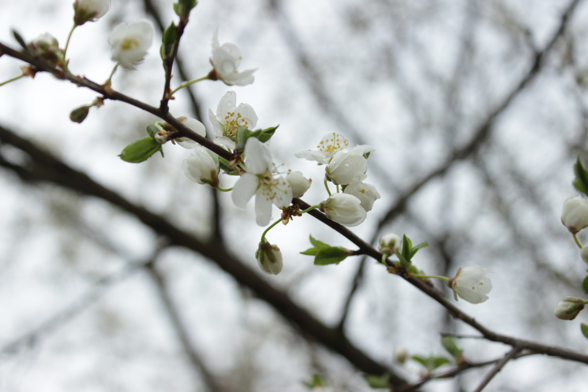 Spring outing to the dacha - My, Nature, Flowers, Rain, Longpost, I want criticism, The photo, Birds, Duck, Mallard duck