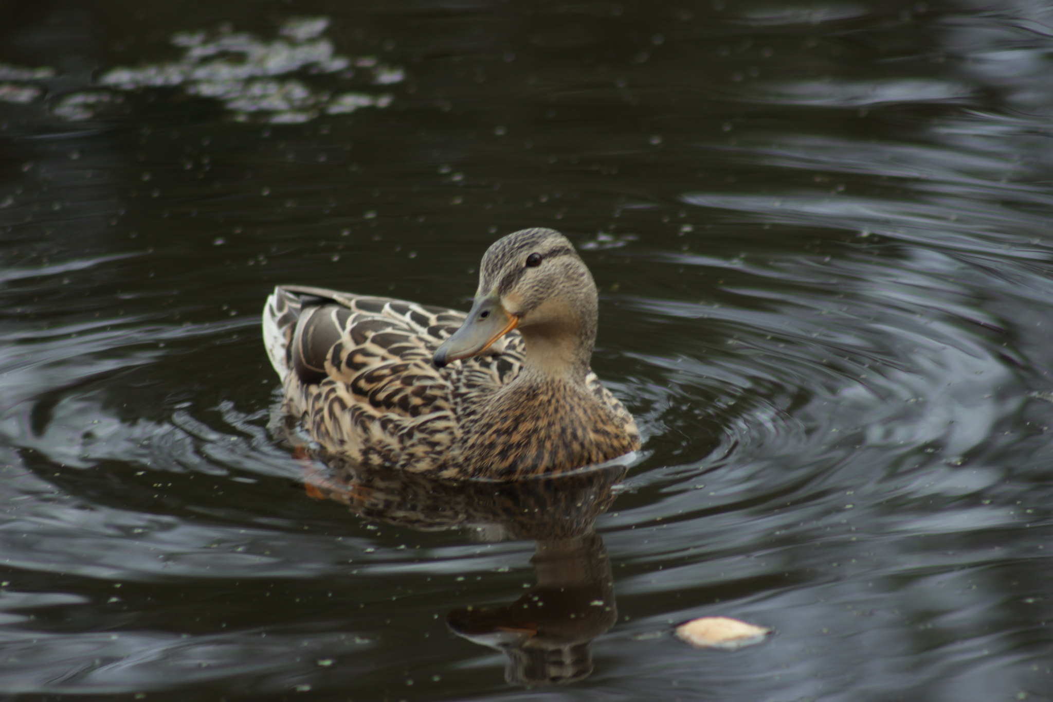 Spring outing to the dacha - My, Nature, Flowers, Rain, Longpost, I want criticism, The photo, Birds, Duck, Mallard duck