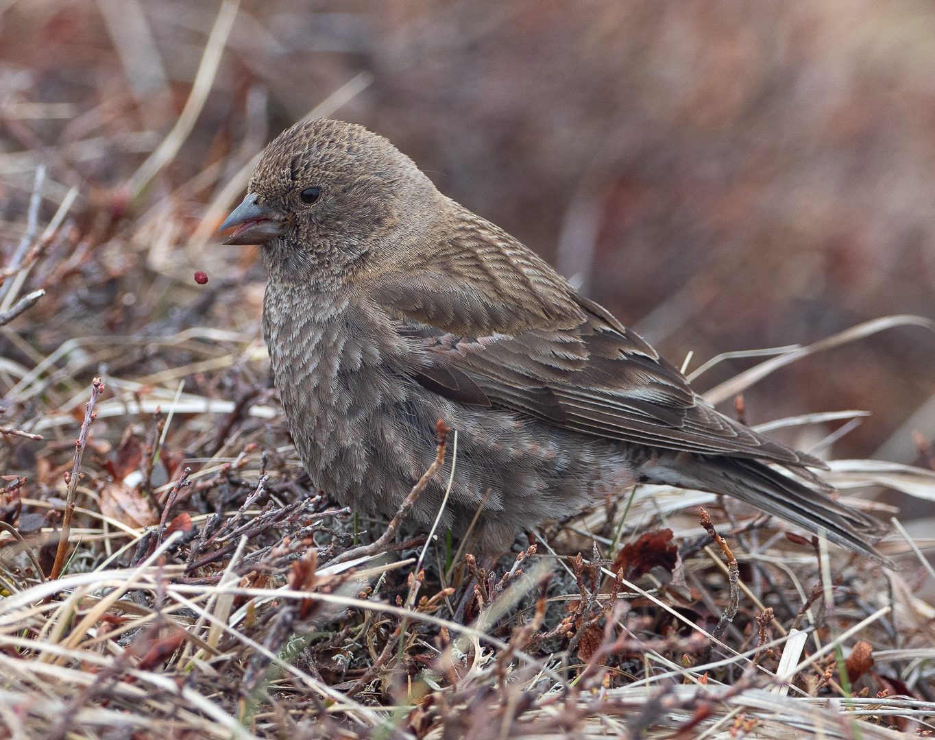 Help identify the bird - My, Birds, Photo hunting, Identification, Longpost