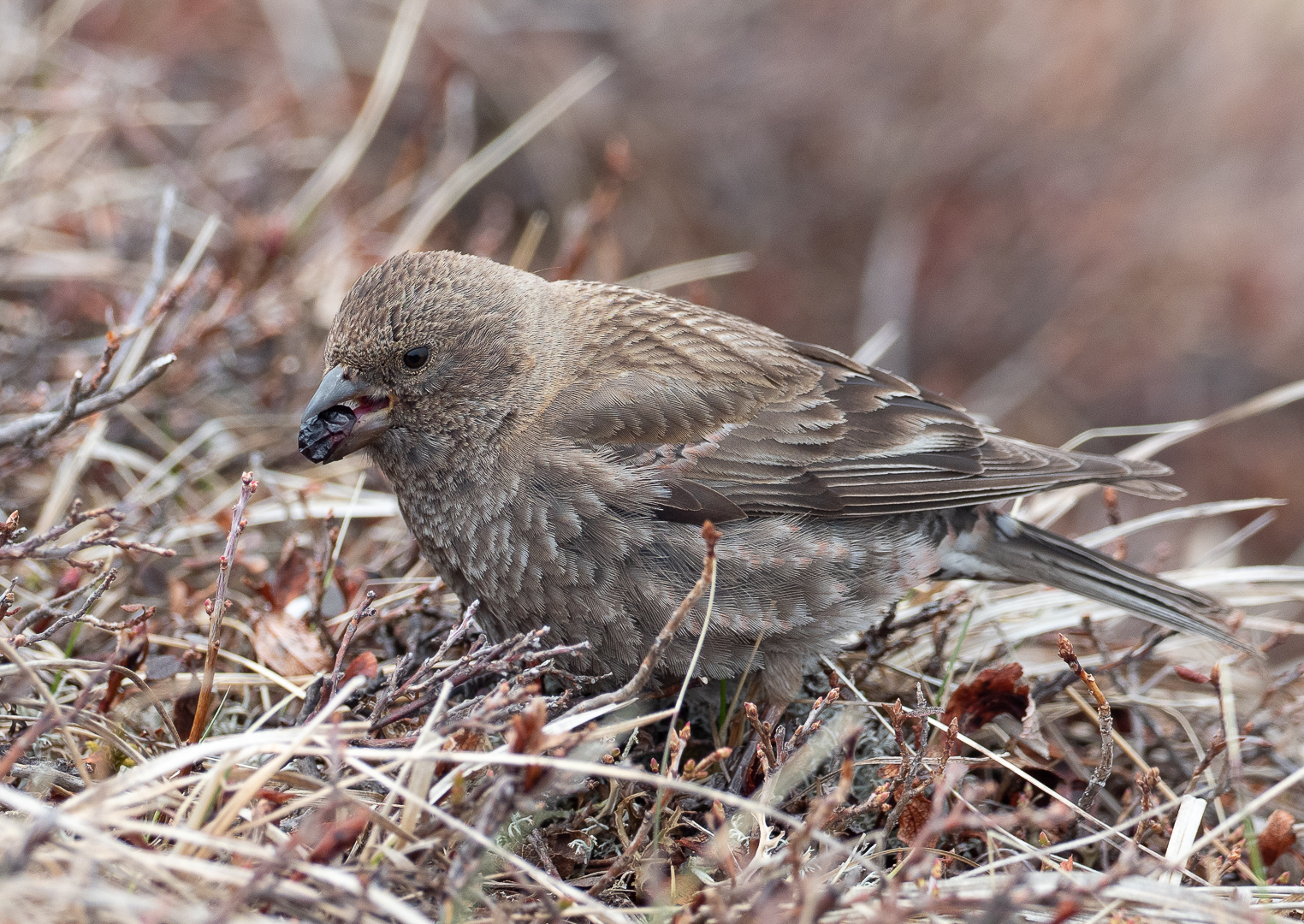 Help identify the bird - My, Birds, Photo hunting, Identification, Longpost