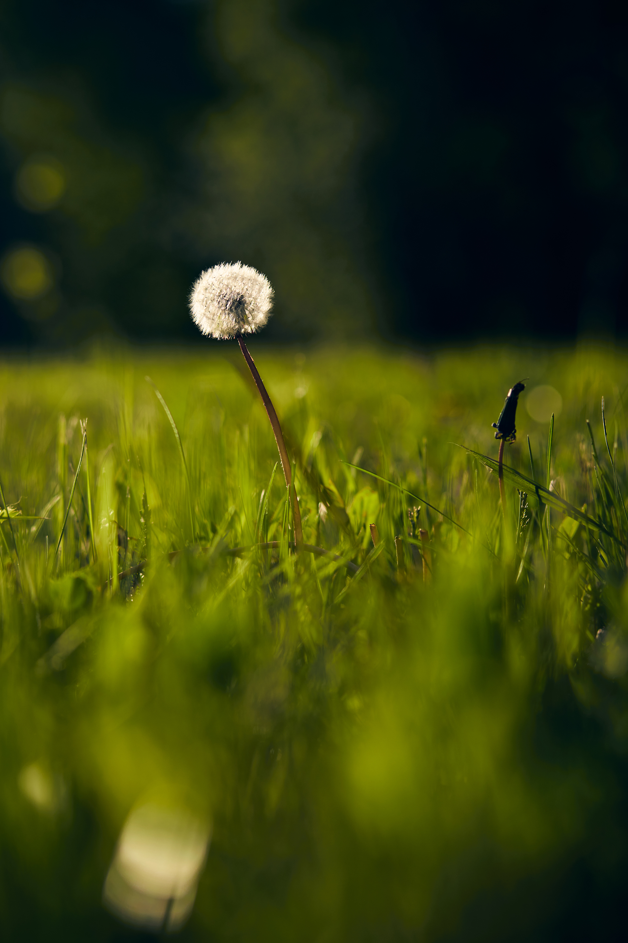 After the rain - My, Leaves, After the rain, Drops, The photo, Nature, Dandelion, Longpost