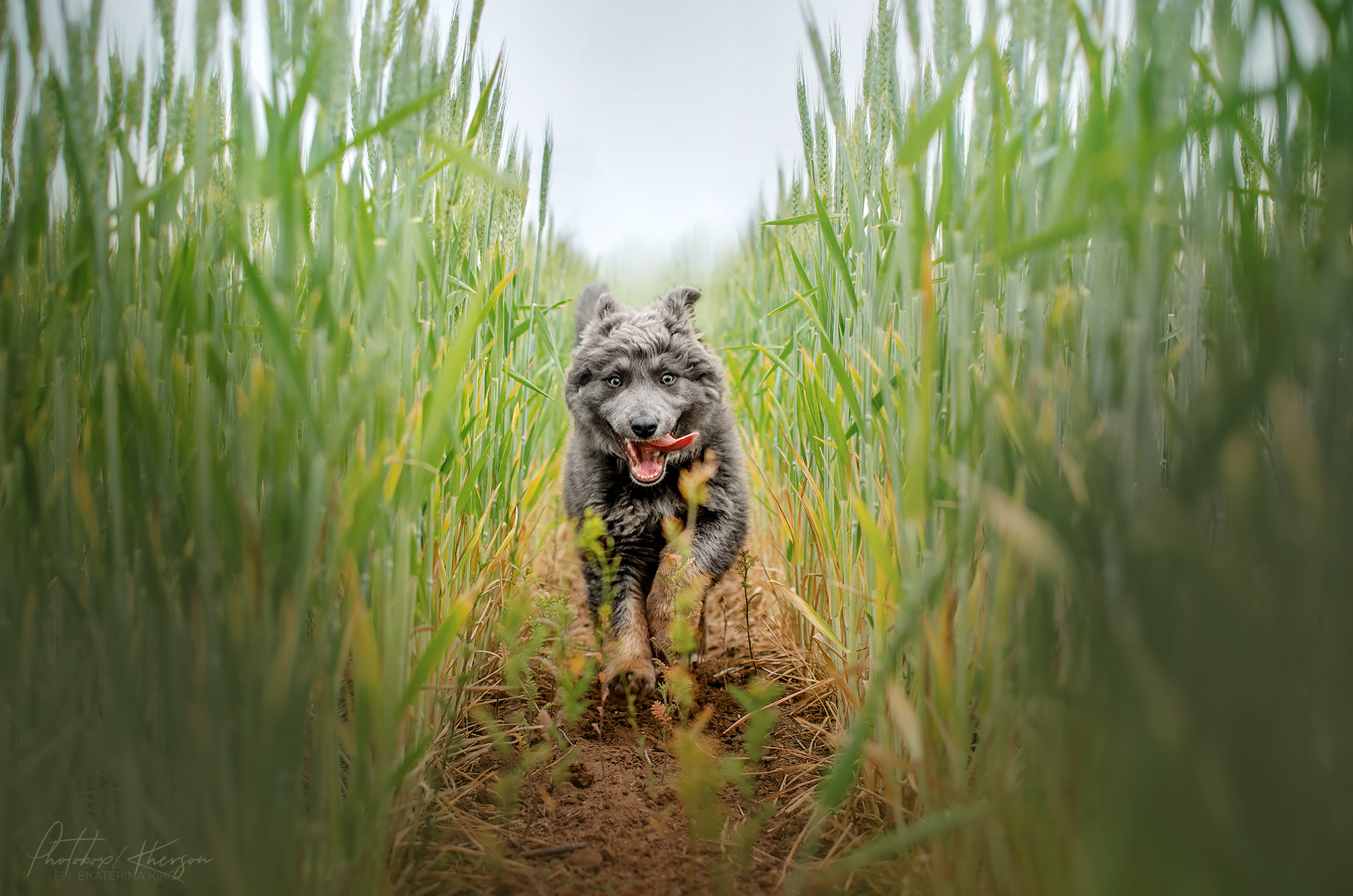 Dogs - Dog, Girls, Field, Longpost