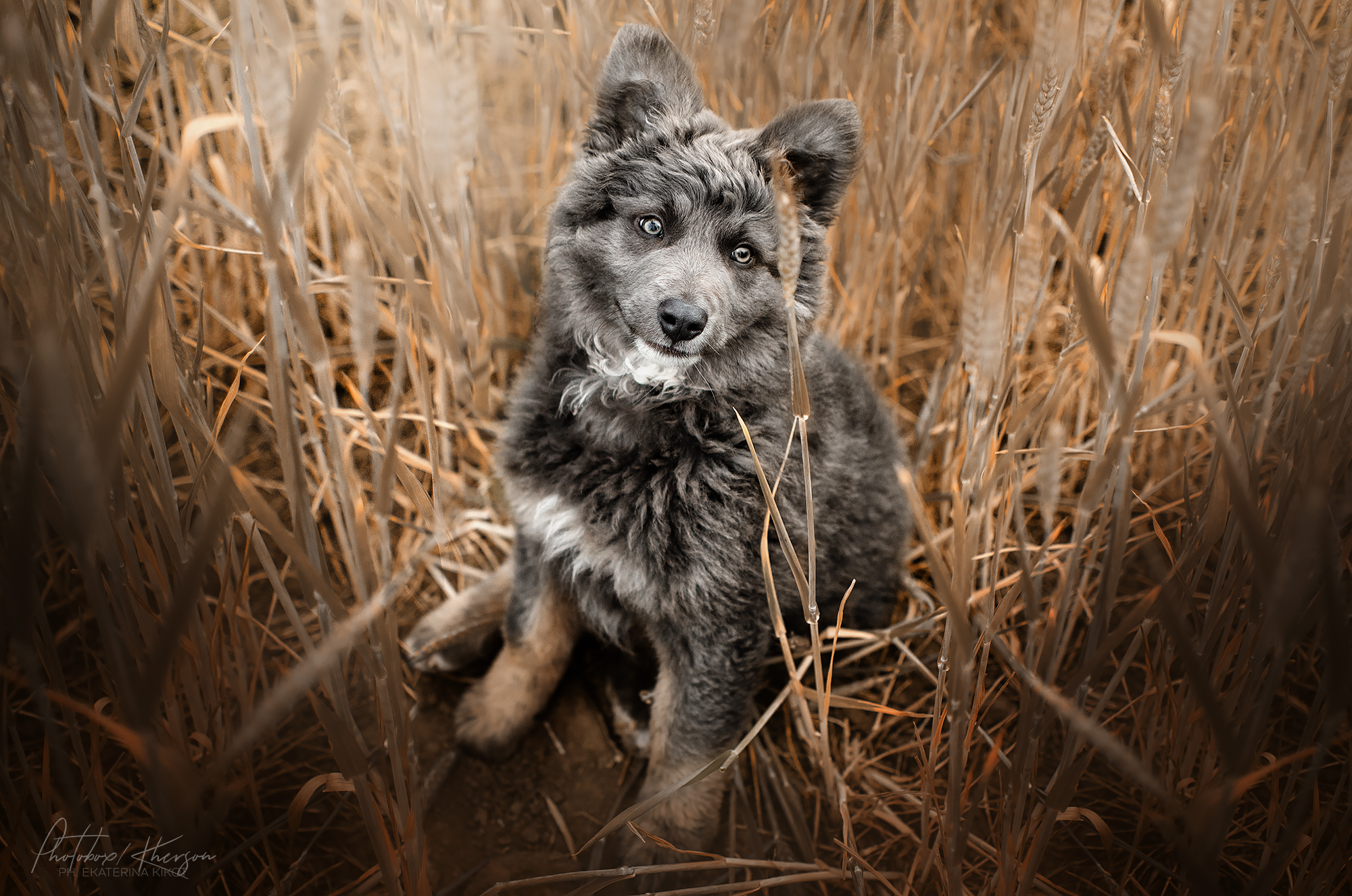 Dogs - Dog, Girls, Field, Longpost