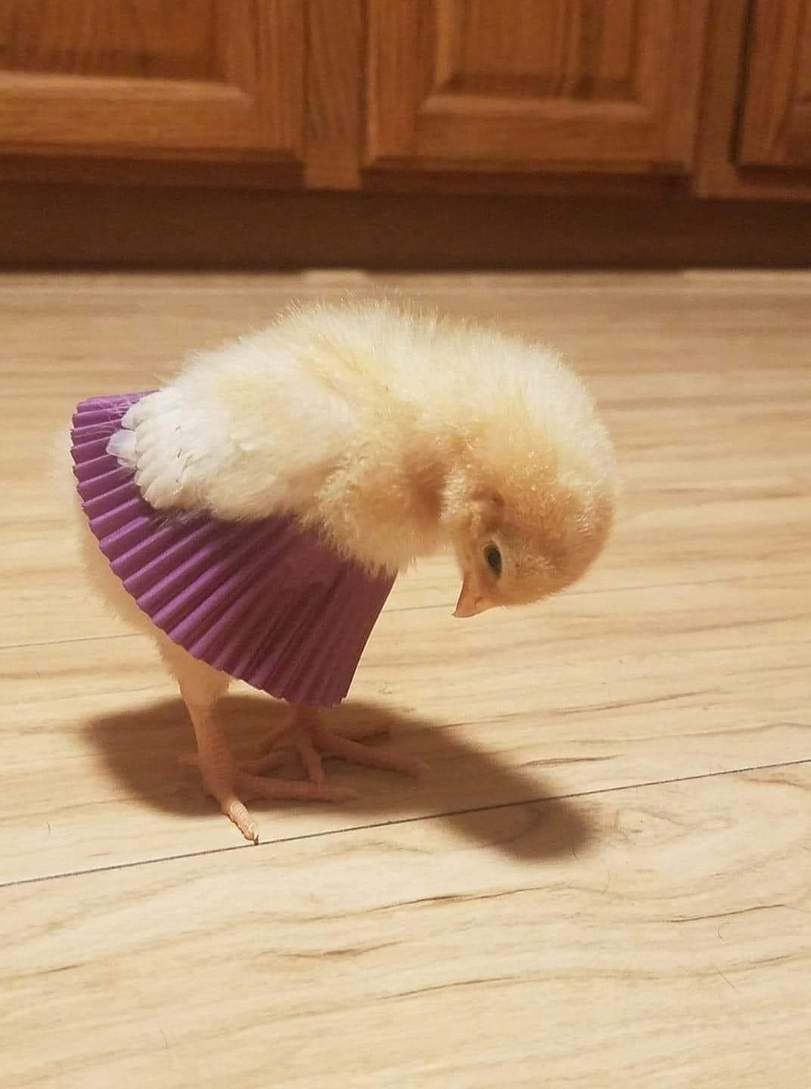 And it suits me - Chickens, Skirt