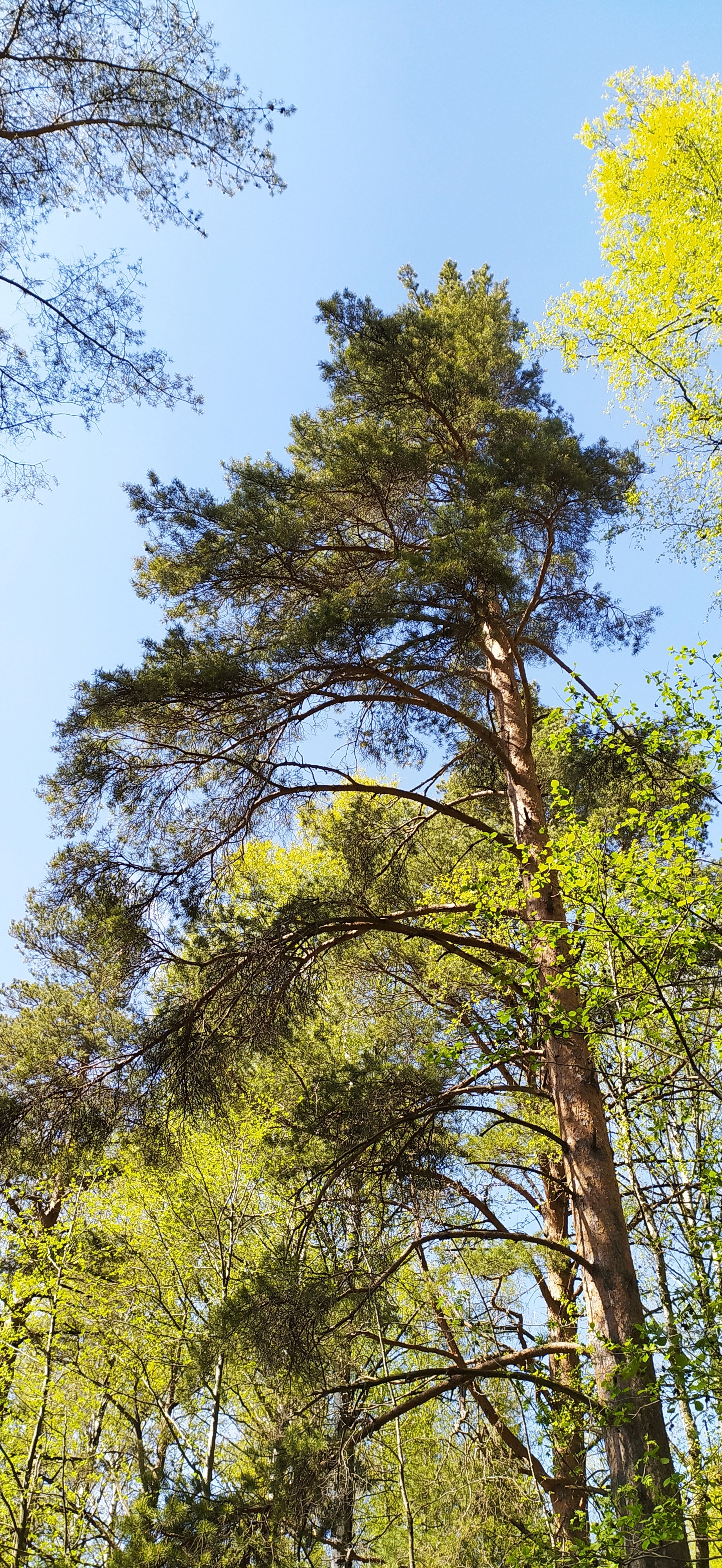 Spring - My, Nature, Saint Petersburg, Relaxation, Longpost