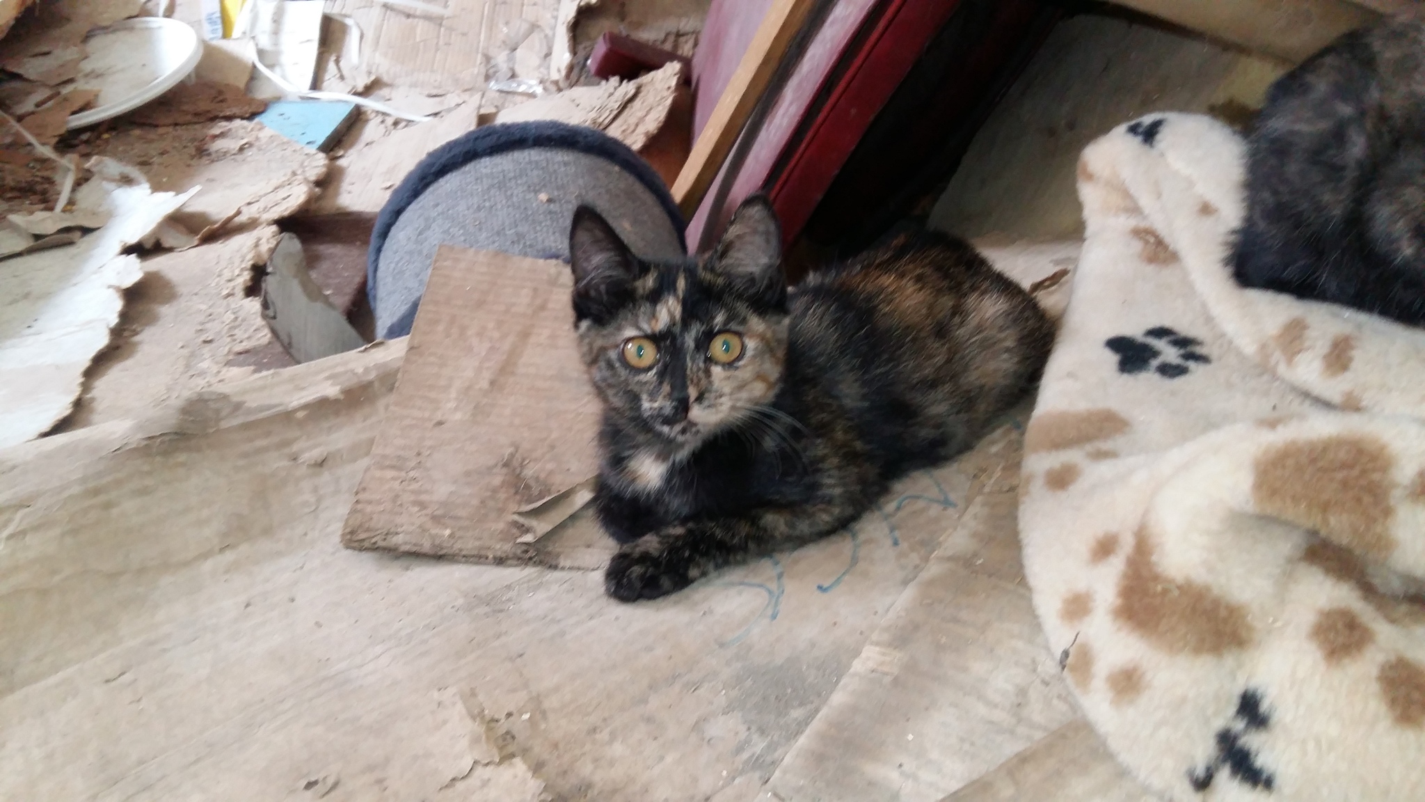 Who wants cats in Tomsk - My, No rating, Tomsk, Kittens, In good hands, Help, Longpost, cat