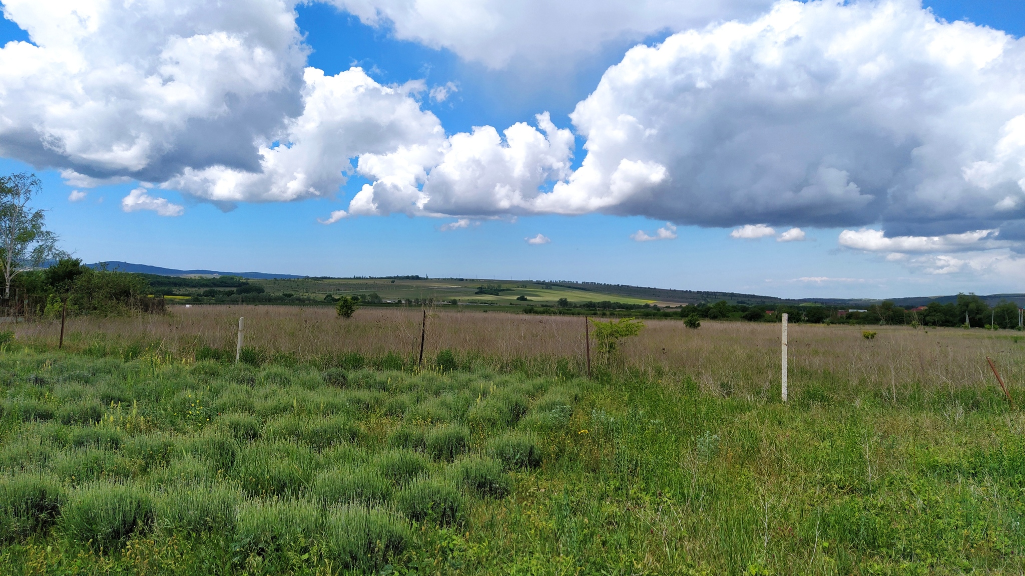 It's nice to be in the countryside in summer... - My, Photo on sneaker, Novorossiysk, Strawberry (plant), Lavender, Longpost