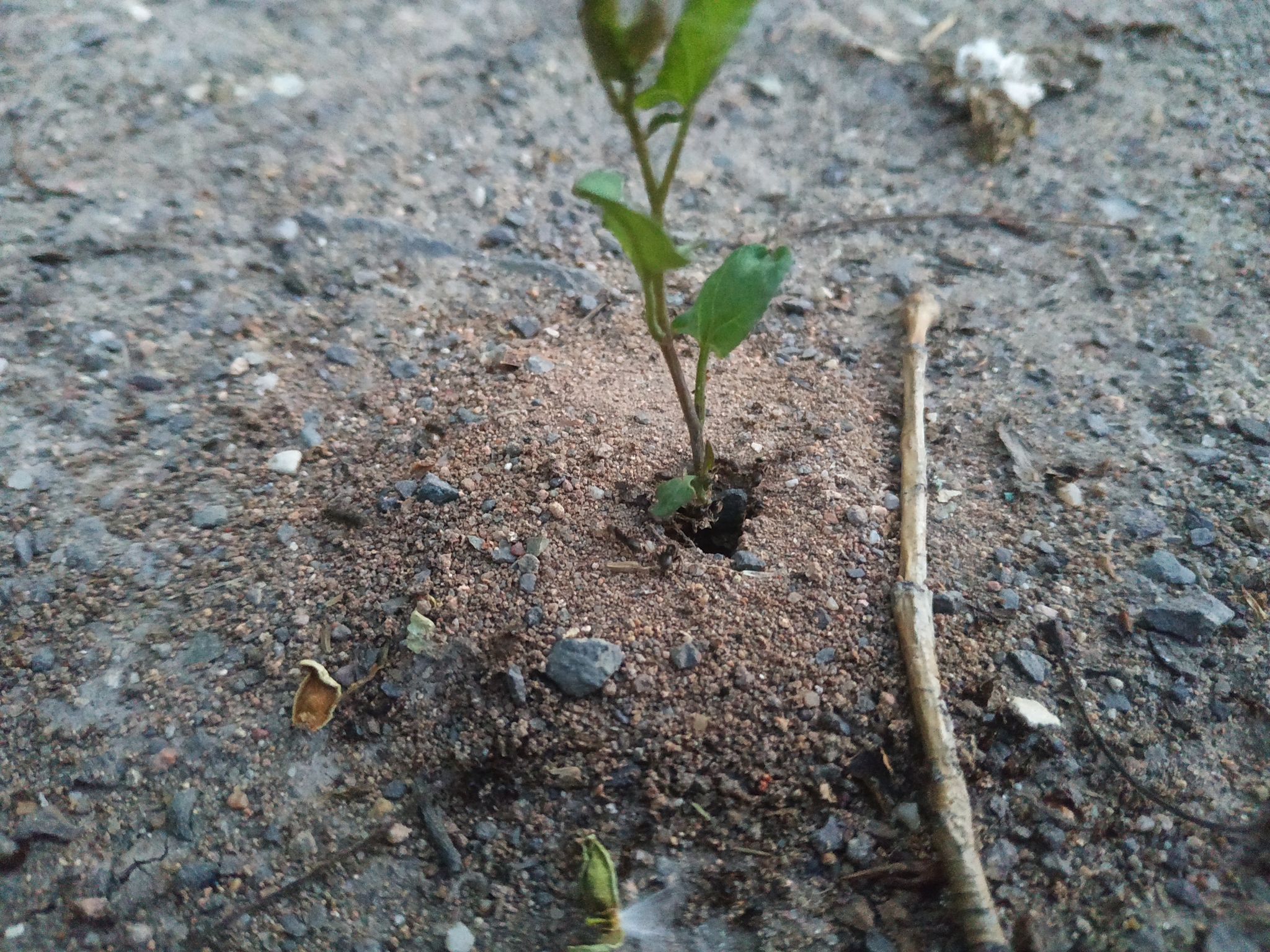 Маленький росток пророс из склада семян маленького муравейника,немного лета  и его детей в ленту) | Пикабу