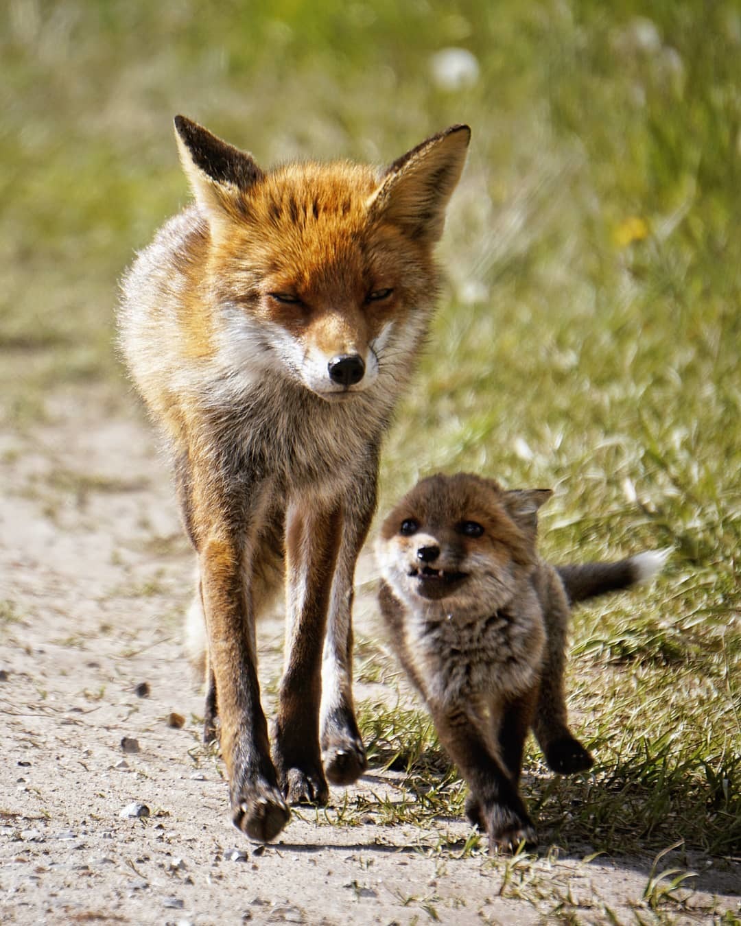В каком fox. Лиса детеныш. Сибирская лиса. Лисья семья. Фото лисят.