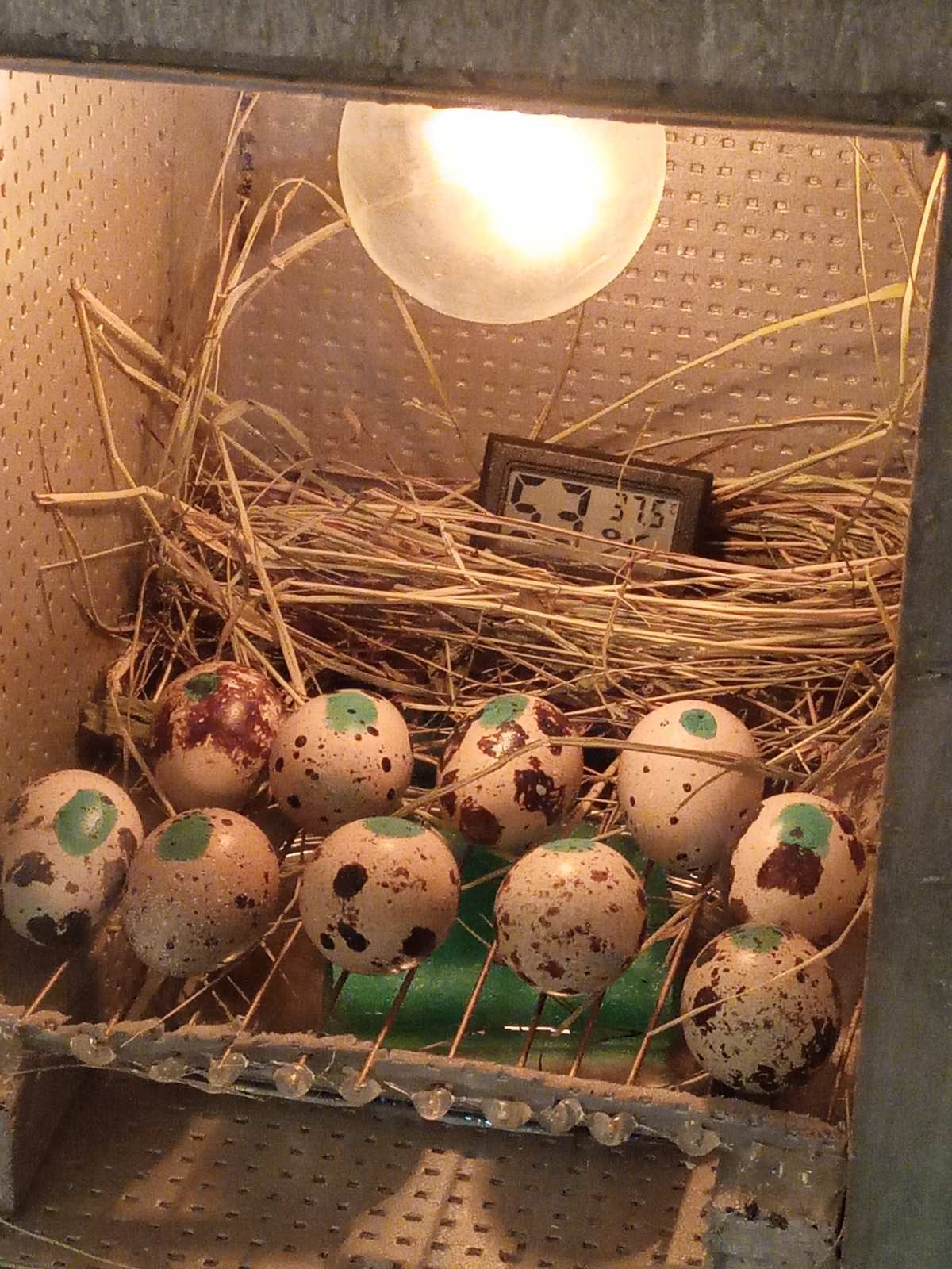 One chick. And this is not the limit - My, Chick, Quail, Quail egg, Homemade, Video, Longpost