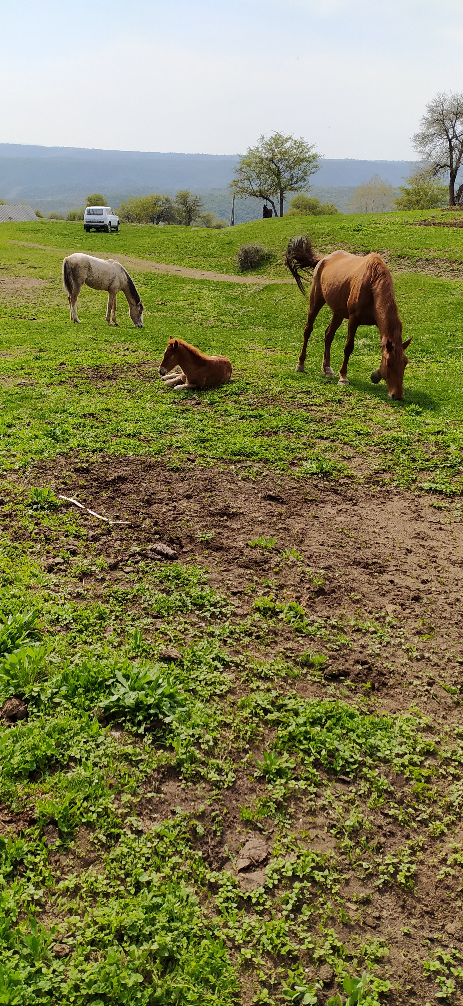 About horses - My, Horses, Milota, Foal, Nature, Longpost