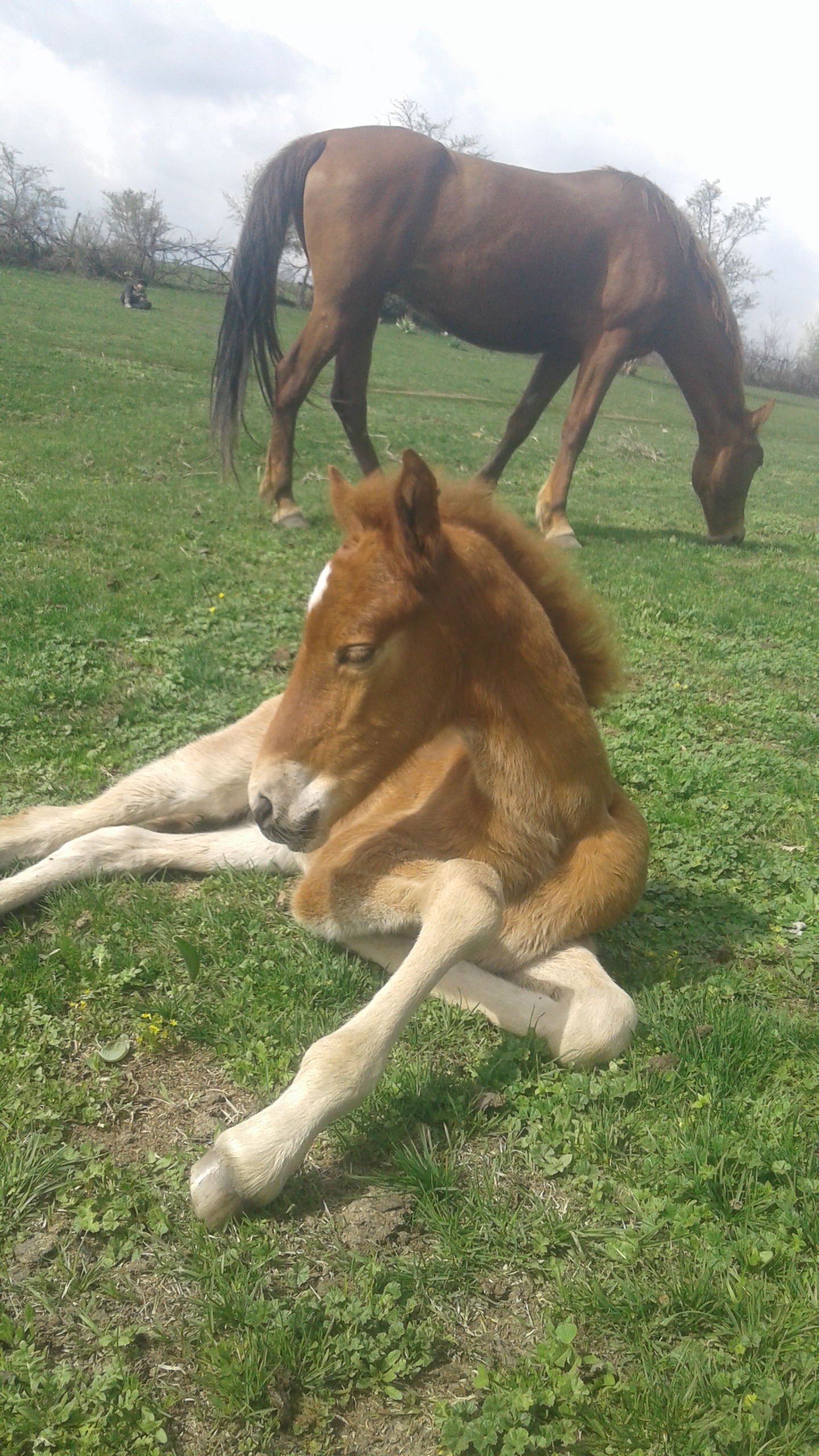 About horses - My, Horses, Milota, Foal, Nature, Longpost