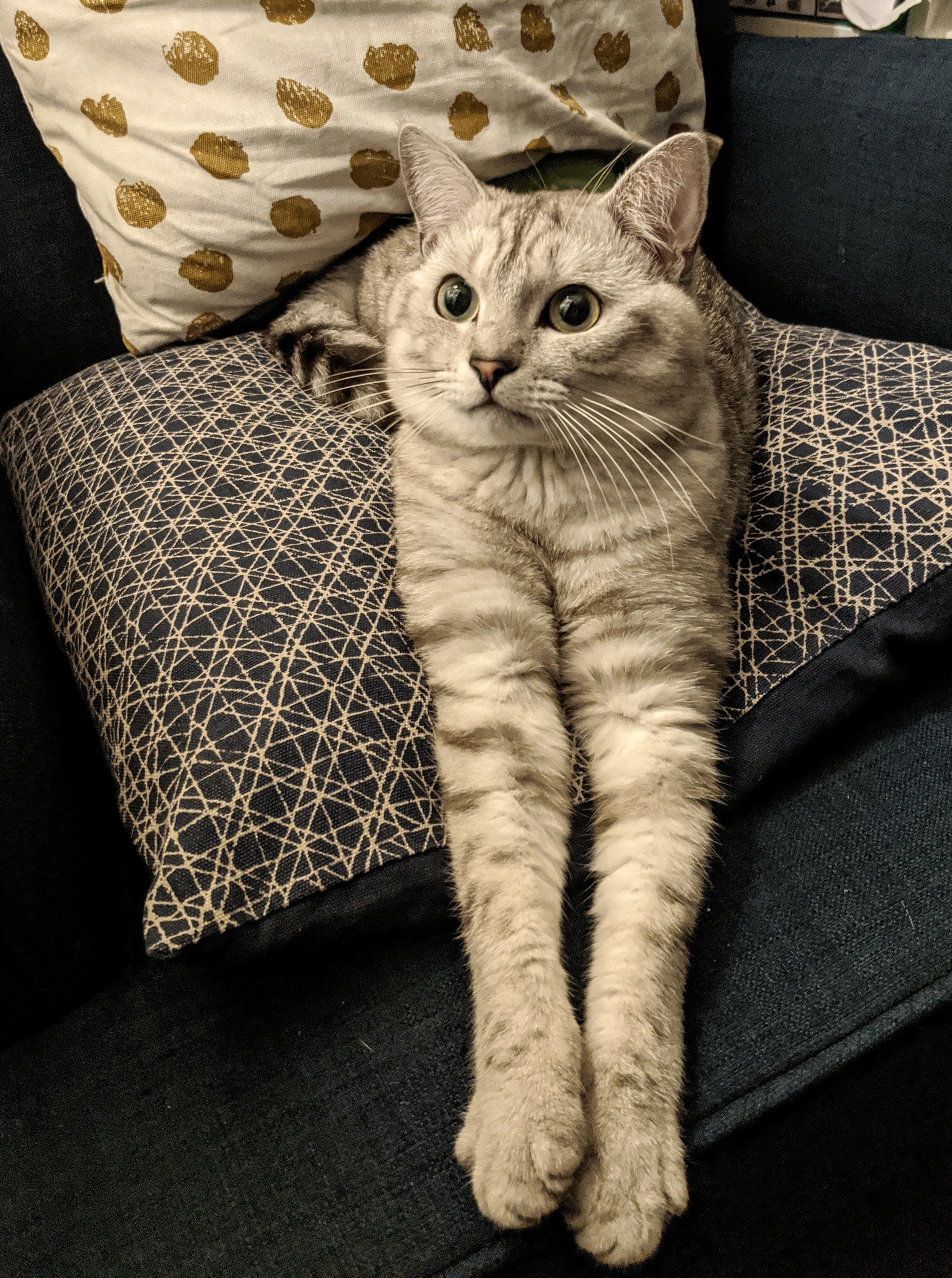 Cat and his long paws - My, cat, Paws, Legs