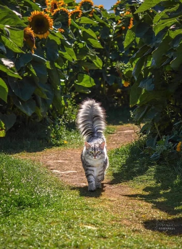 Peacock - cat, Tail