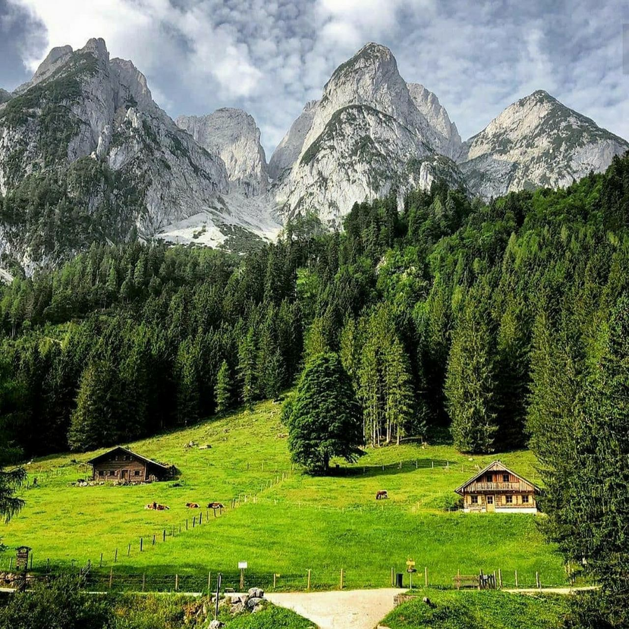 Green) - The mountains, Forest, Austria