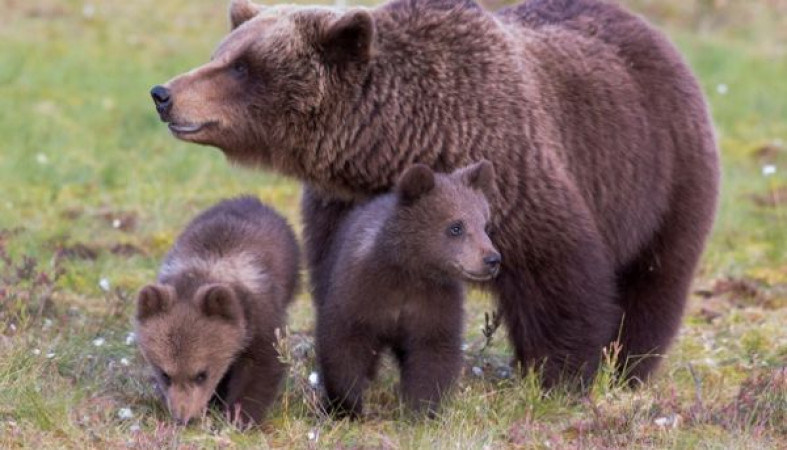 At gunpoint, the bears' love for their spouses and children intensified) - The Bears, Brown bears, Wild animals, Nature, Survival, Scandinavia, Sweden